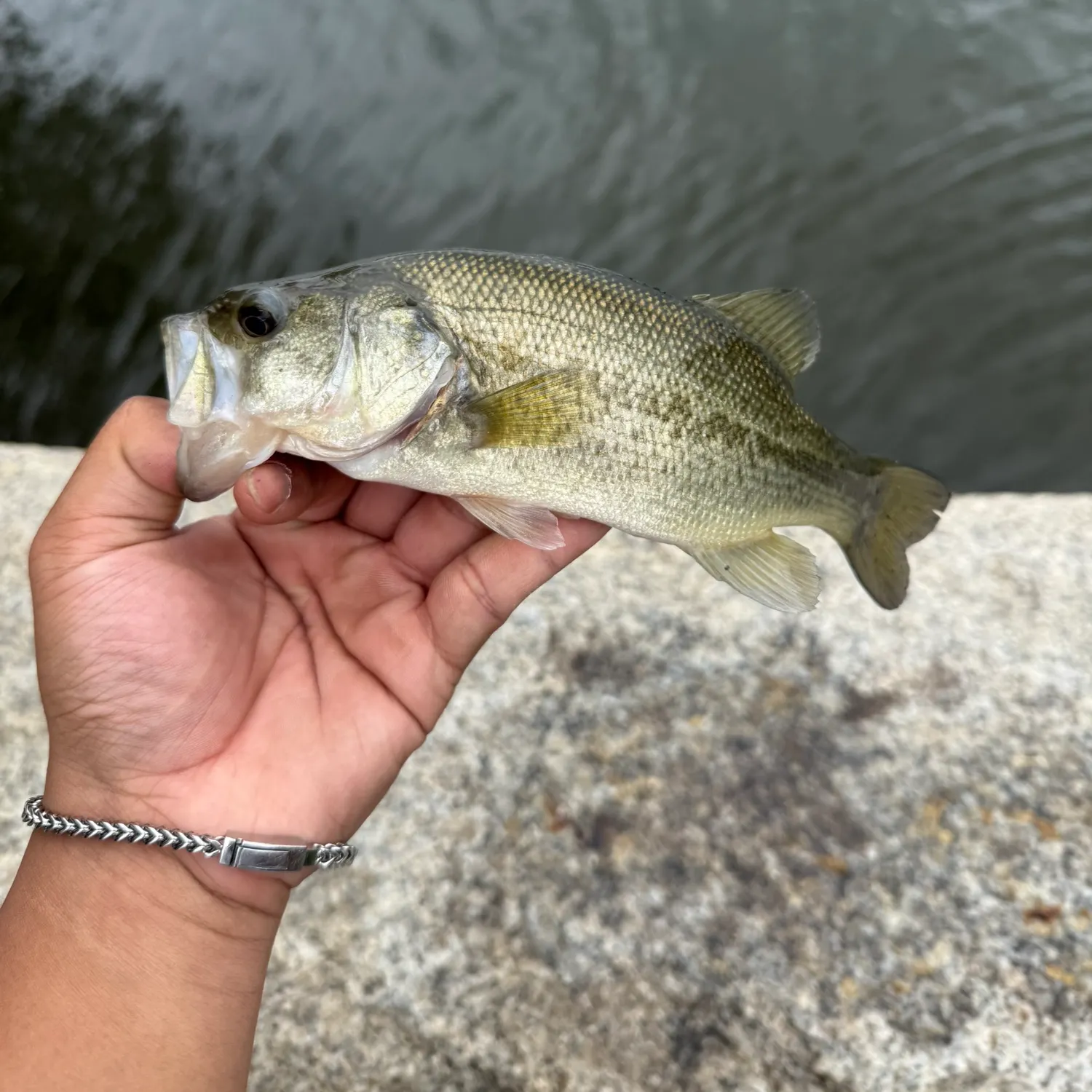 Largemouth bass caught on Fishbrain