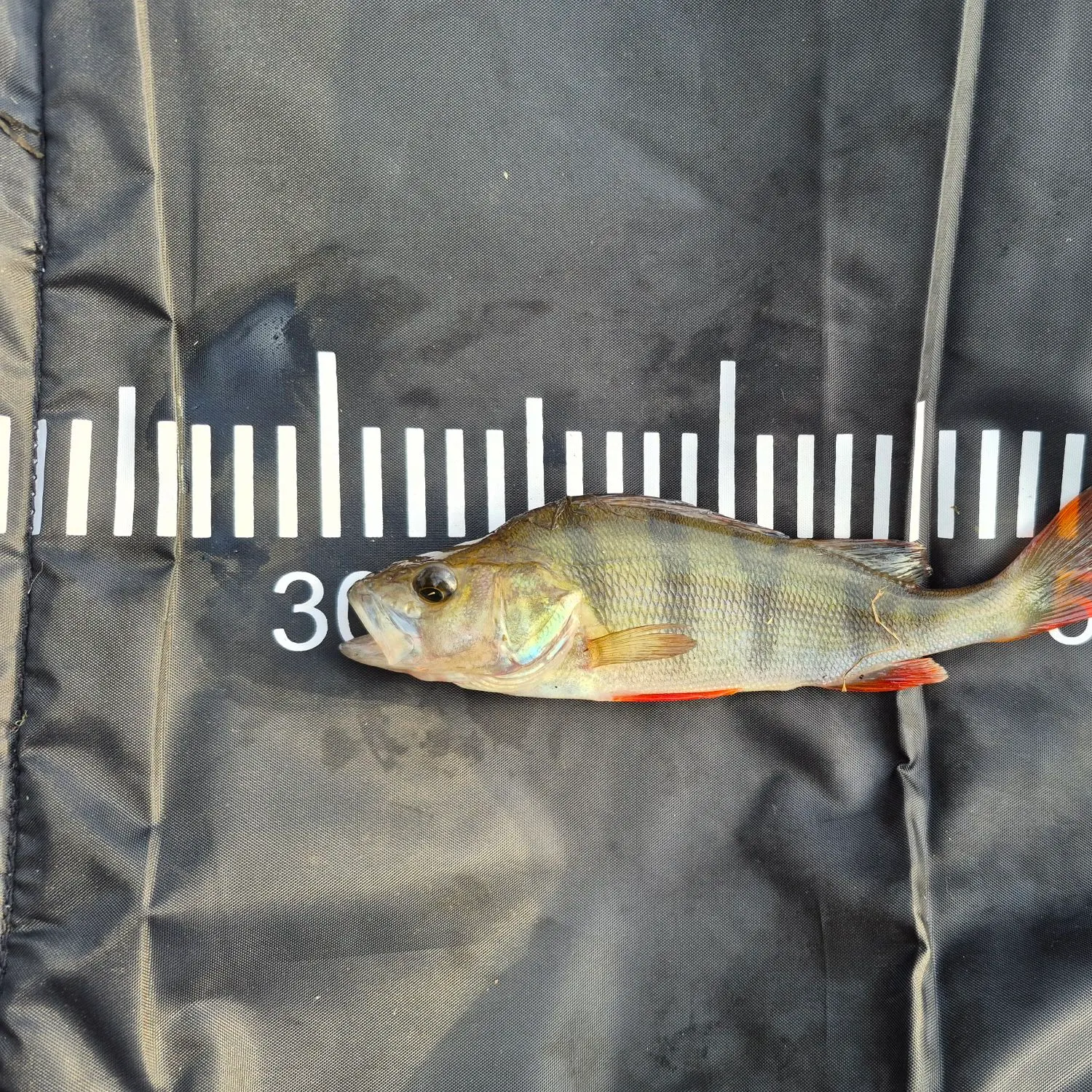 European perch caught on Fishbrain