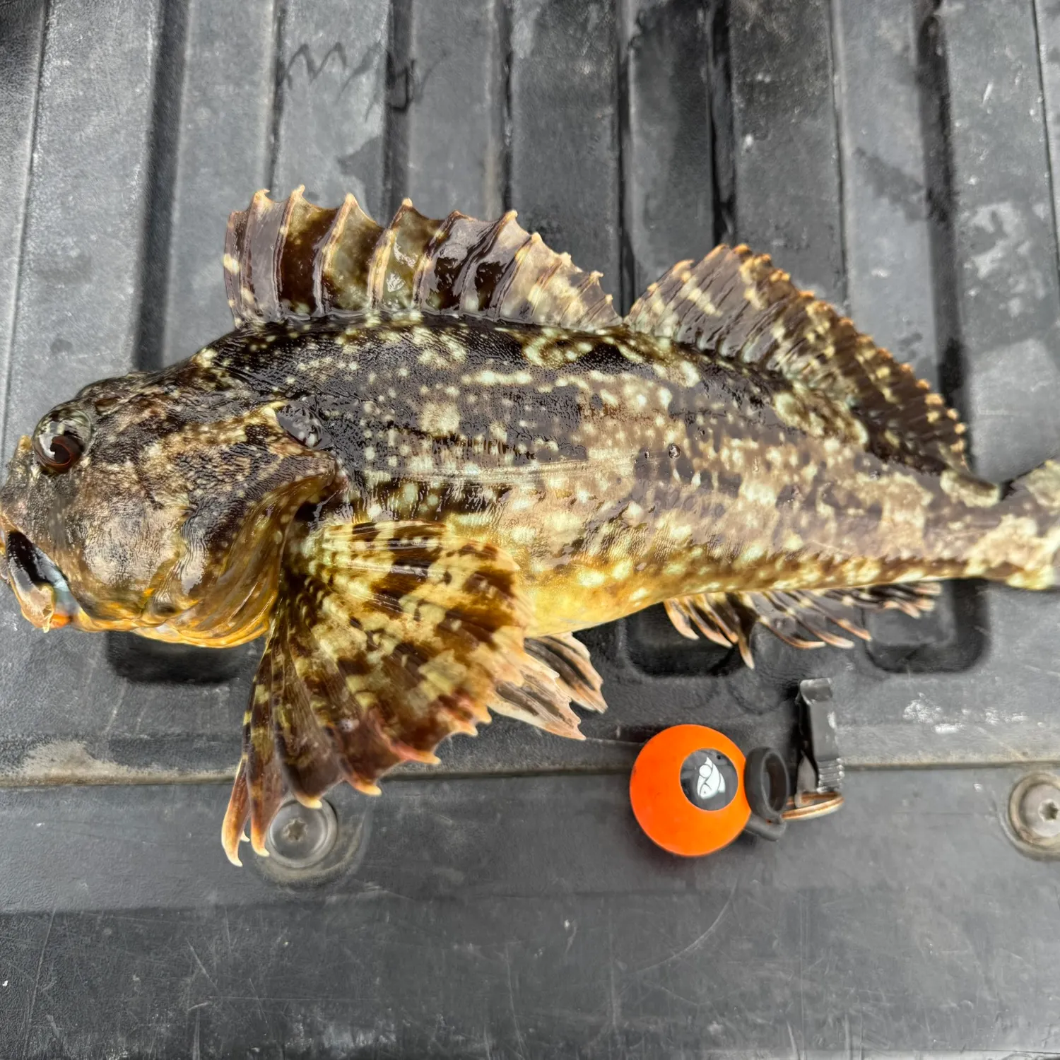 Cabezon caught on Fishbrain