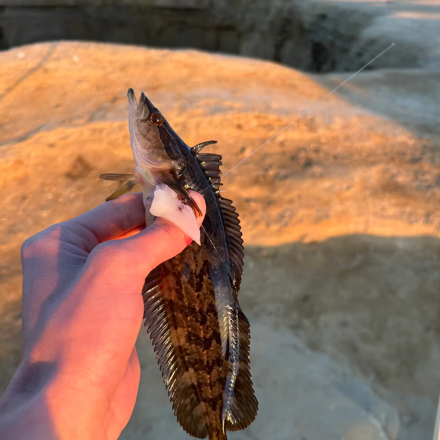 The most recent Spotted kelpfish catches on Fishbrain