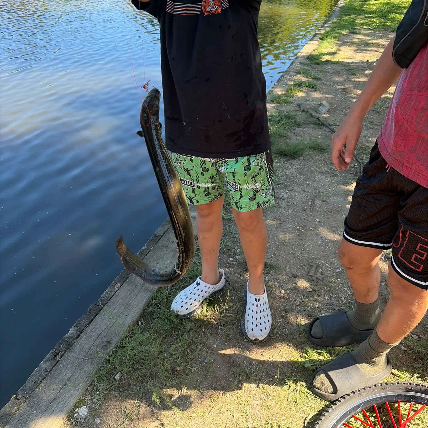 American eel caught on Fishbrain