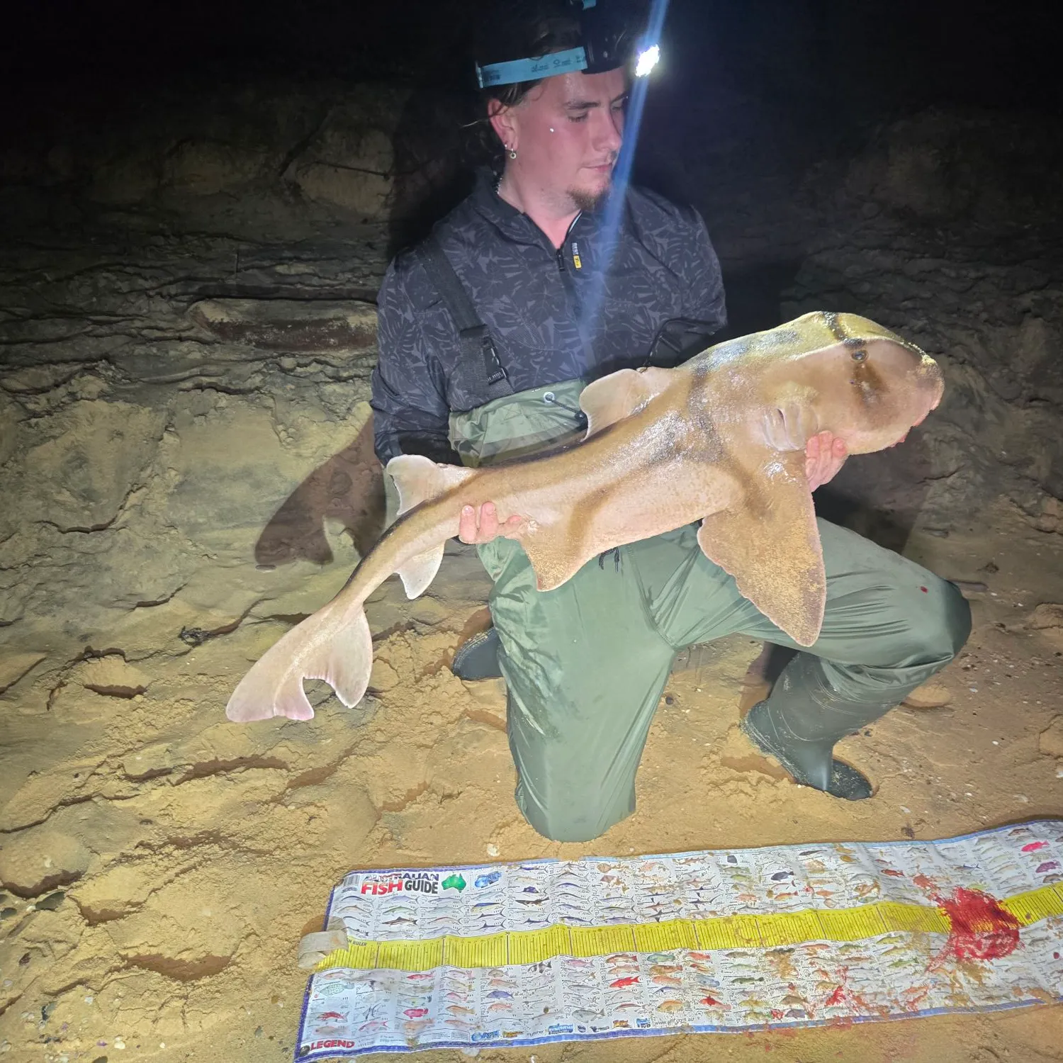 The most recent Port Jackson shark catches on Fishbrain