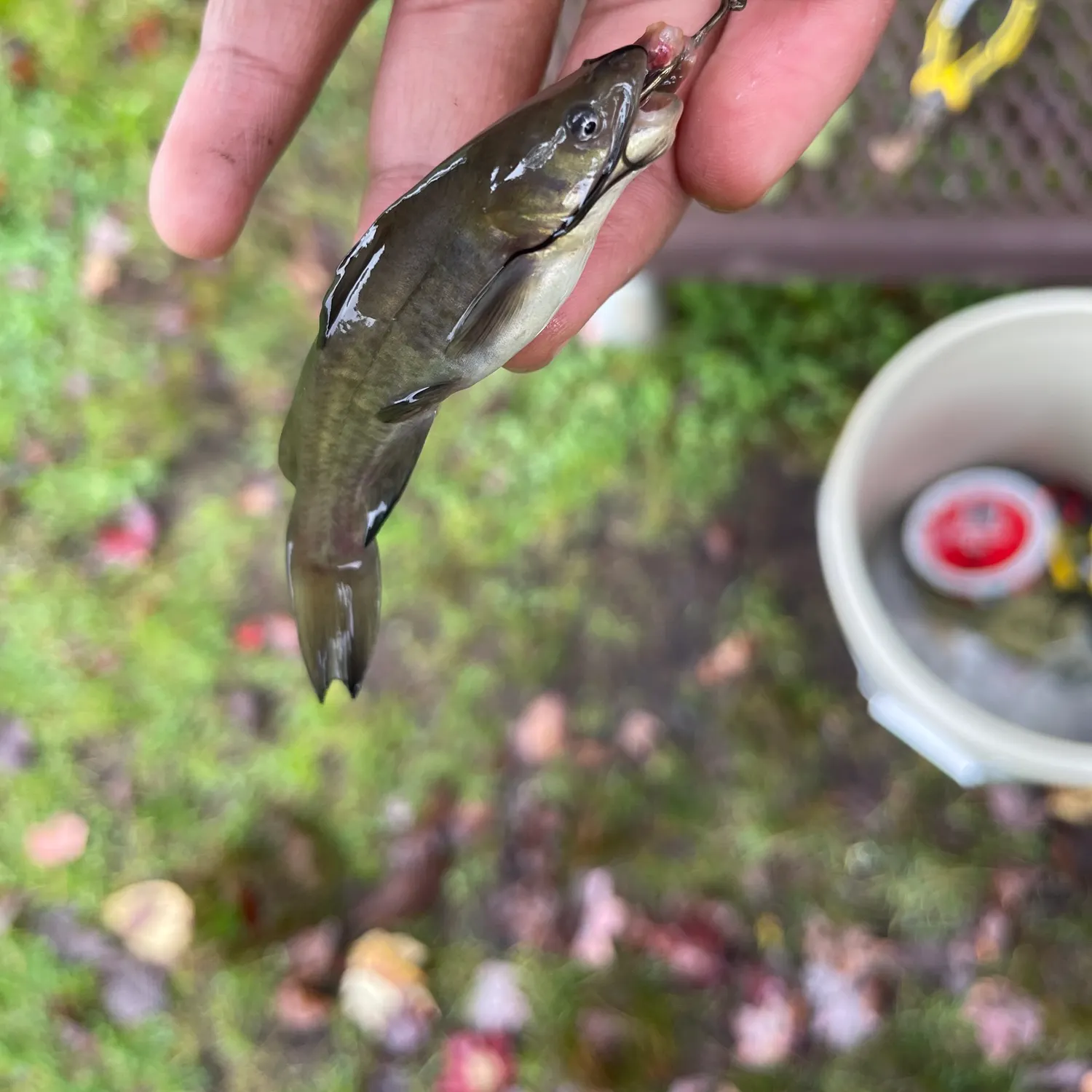 catch
