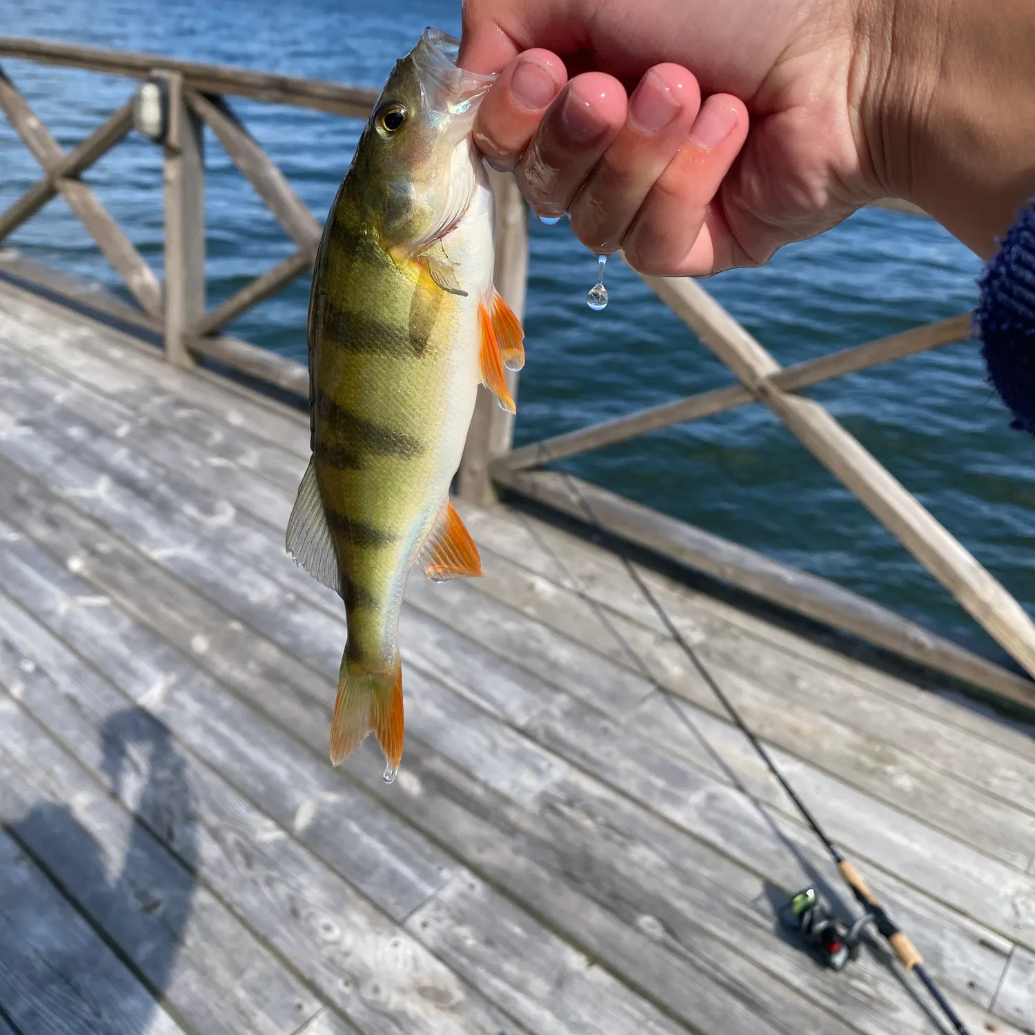 European perch caught on Fishbrain