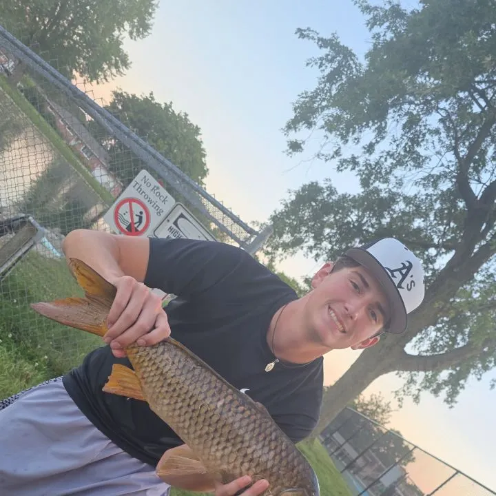 Common carp caught on Fishbrain