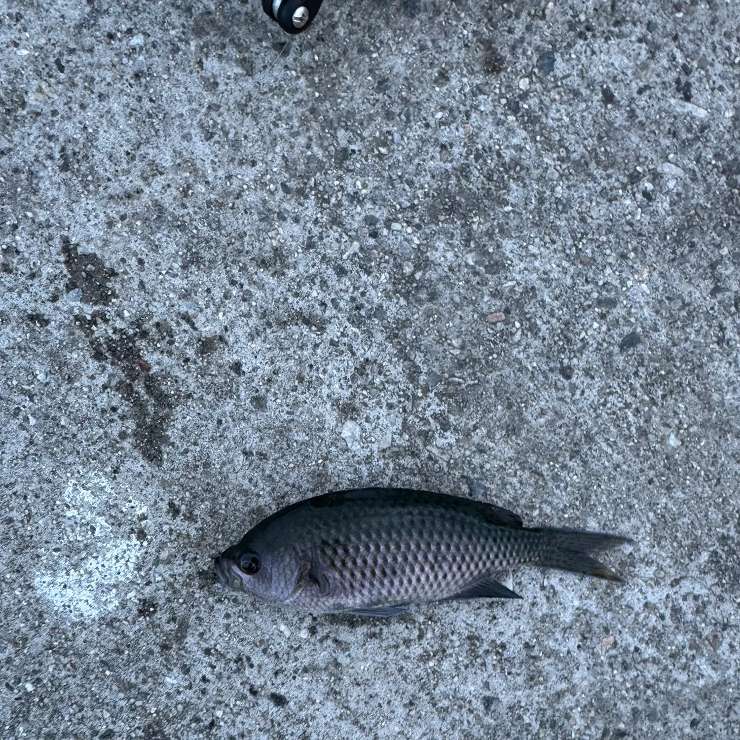 The most recent Halfmoon catches on Fishbrain