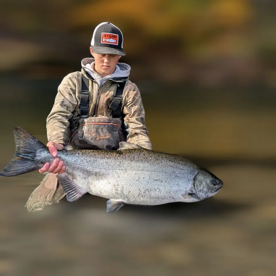 Chinook salmon caught on Fishbrain
