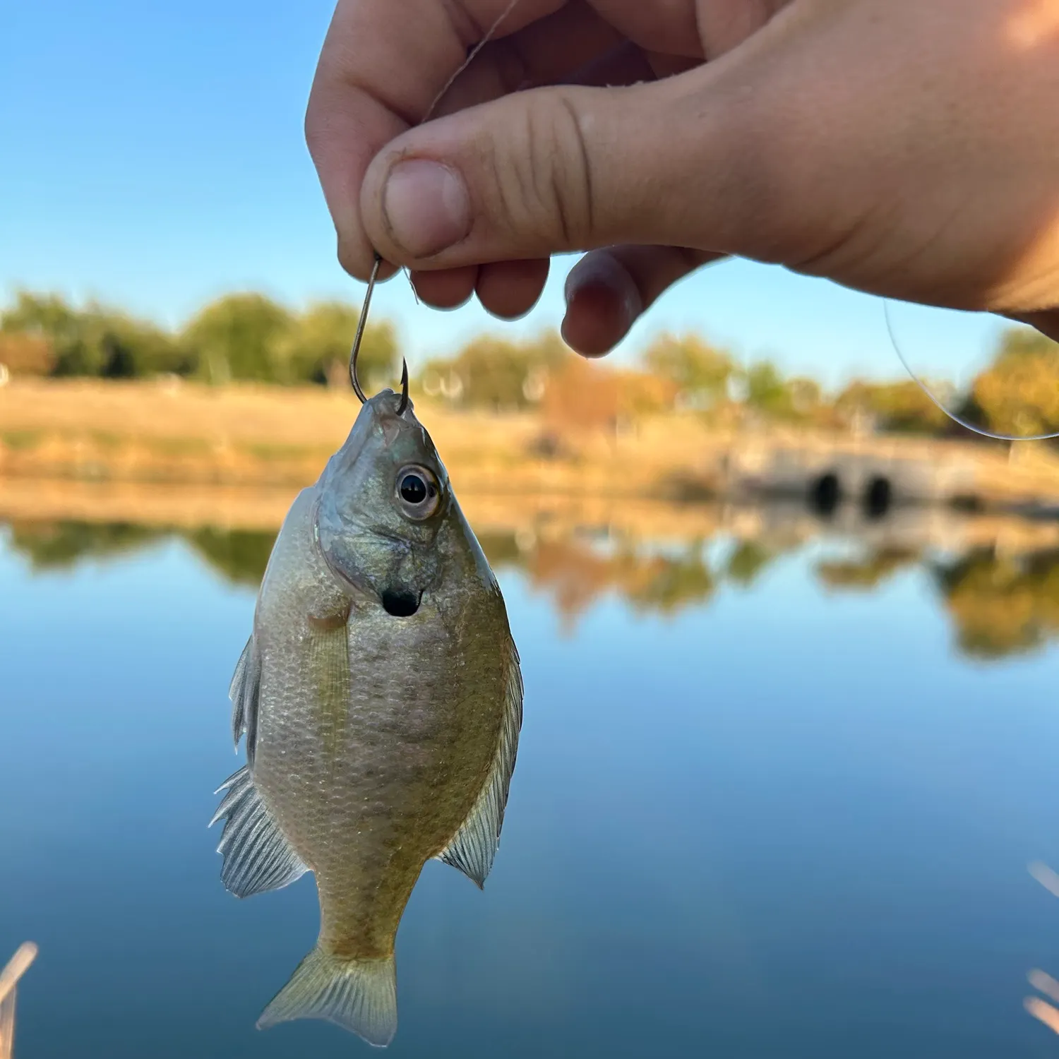 Bluegill caught on Fishbrain