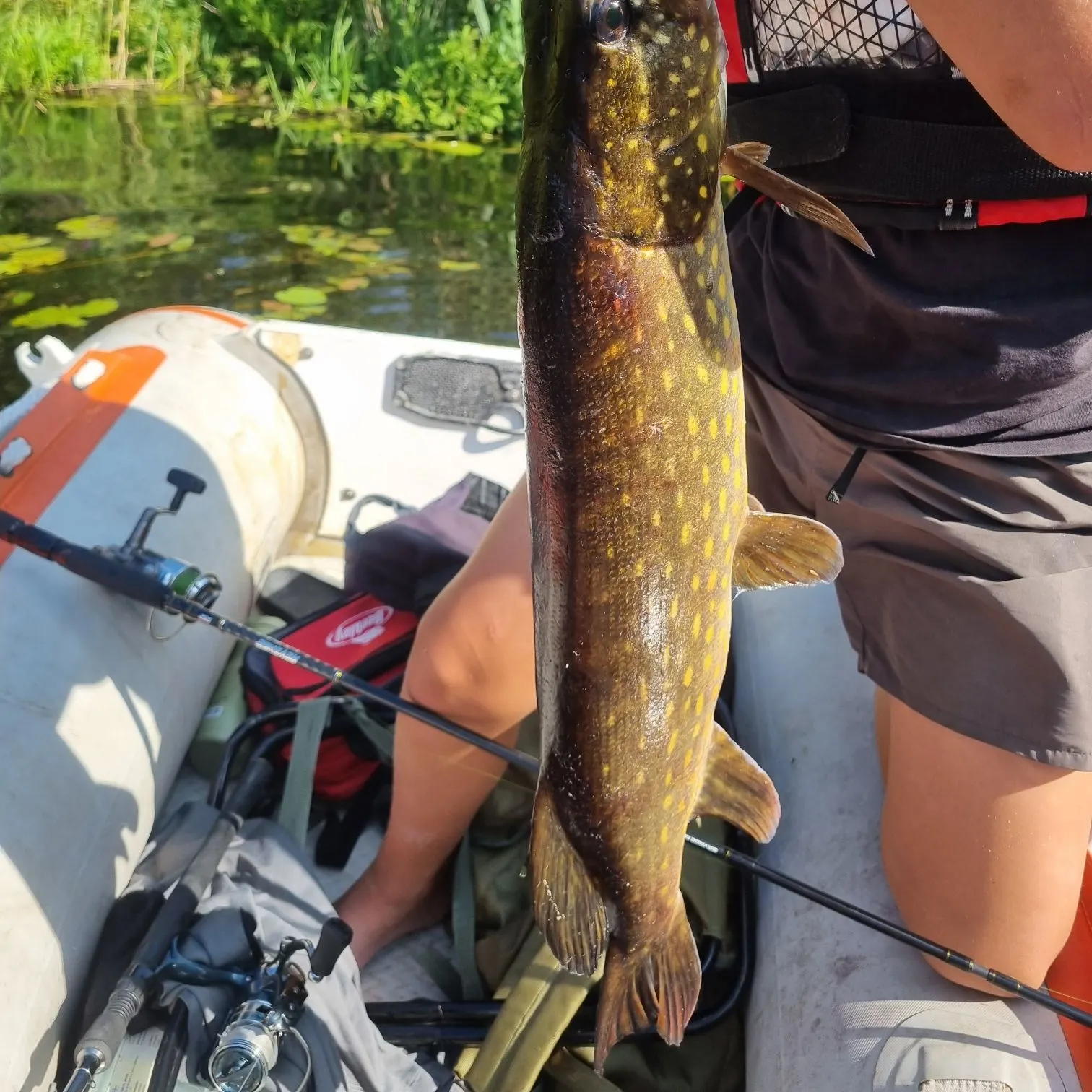 Northern pike caught on Fishbrain