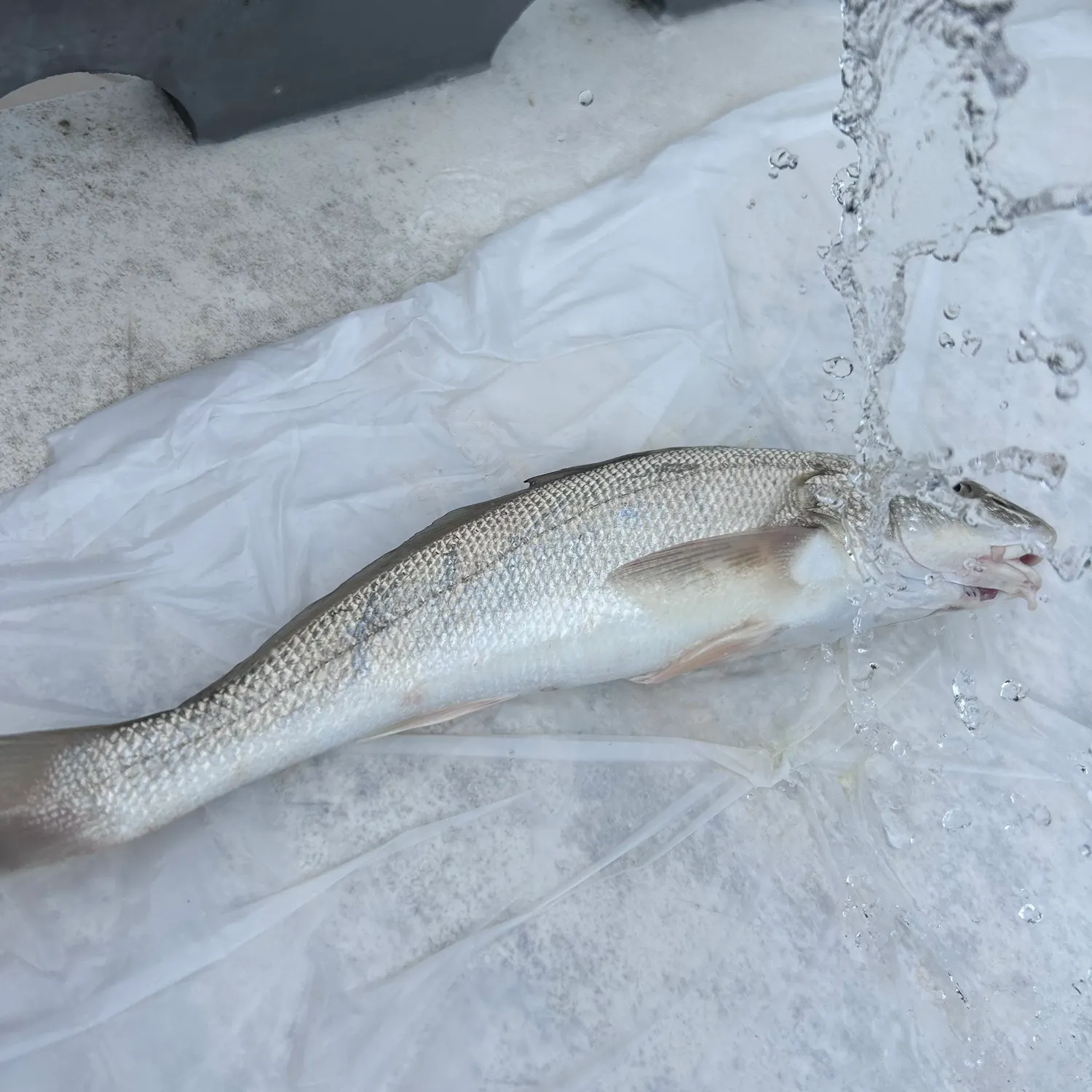 The most recent Gulf kingcroaker catches on Fishbrain