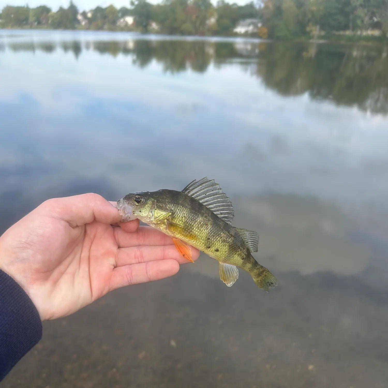 Yellow perch caught on Fishbrain