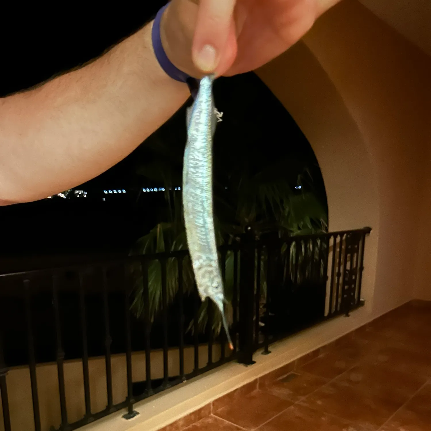 The most recent Ballyhoo halfbeak catches on Fishbrain