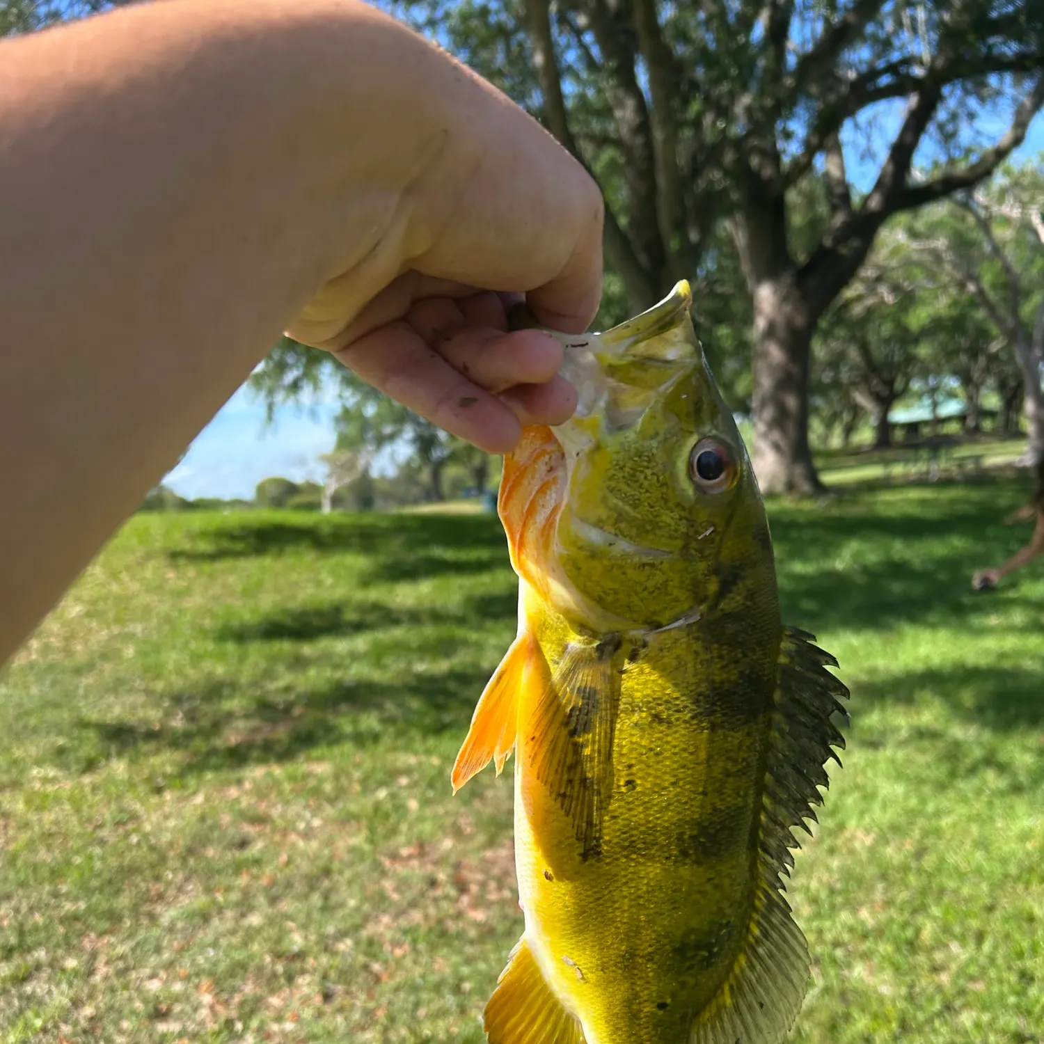 The most recent Speckled peacock bass catches on Fishbrain