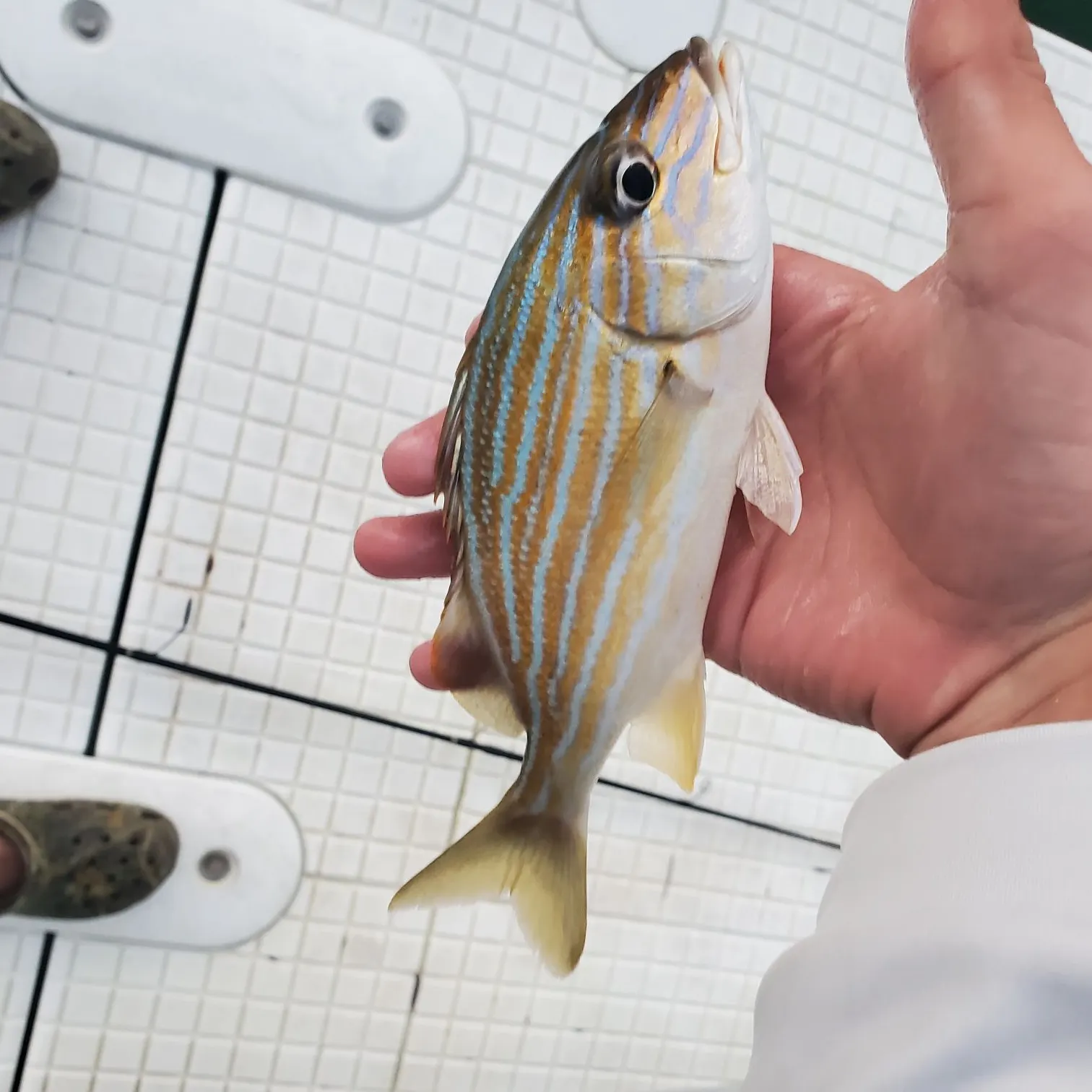 The most recent Bluestriped grunt catches on Fishbrain