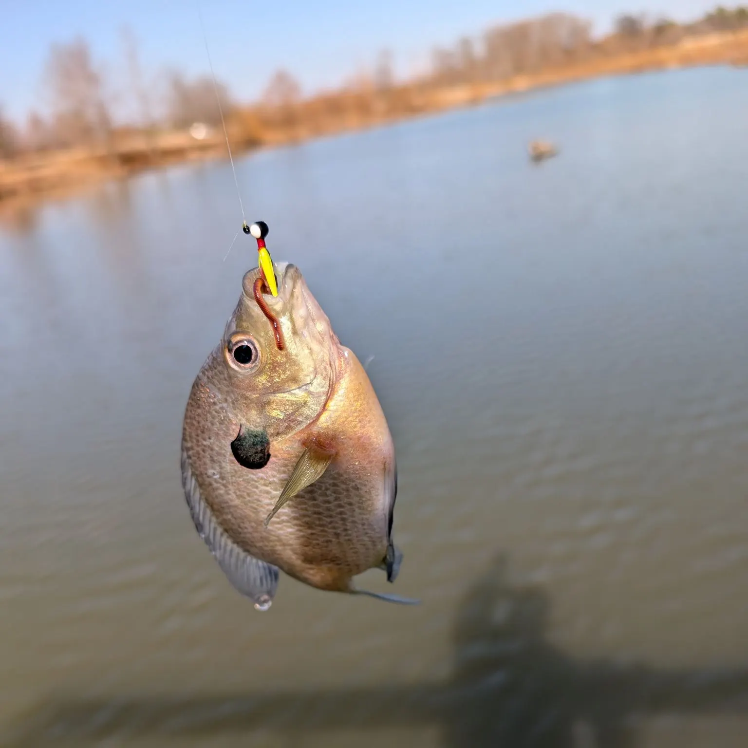 The most recent Bluegill catches on Fishbrain