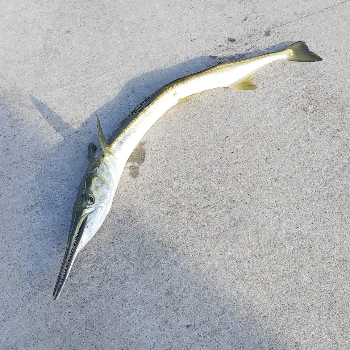 The most recent Hound needlefish catches on Fishbrain
