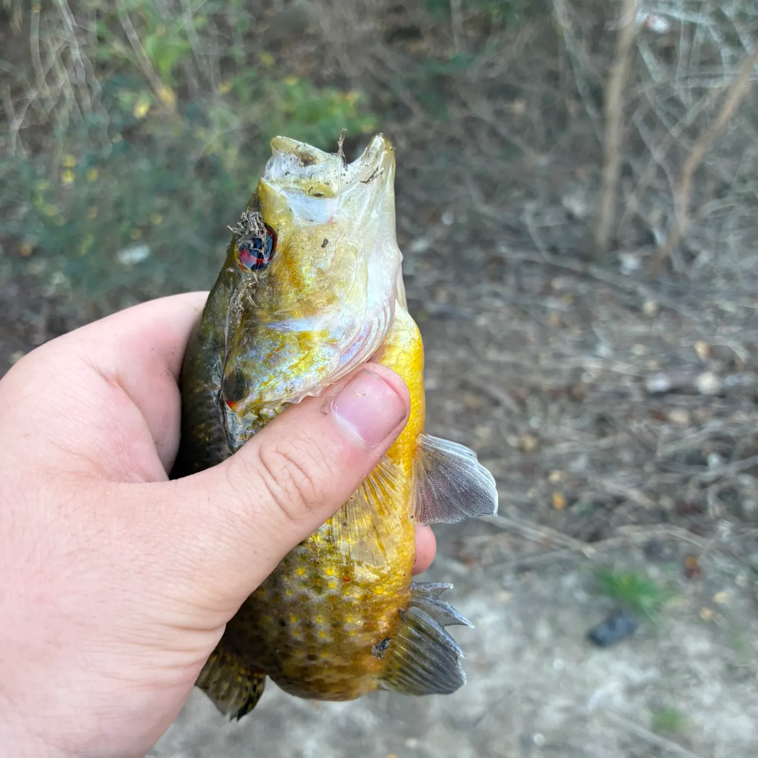 The most recent Rock bass catches on Fishbrain