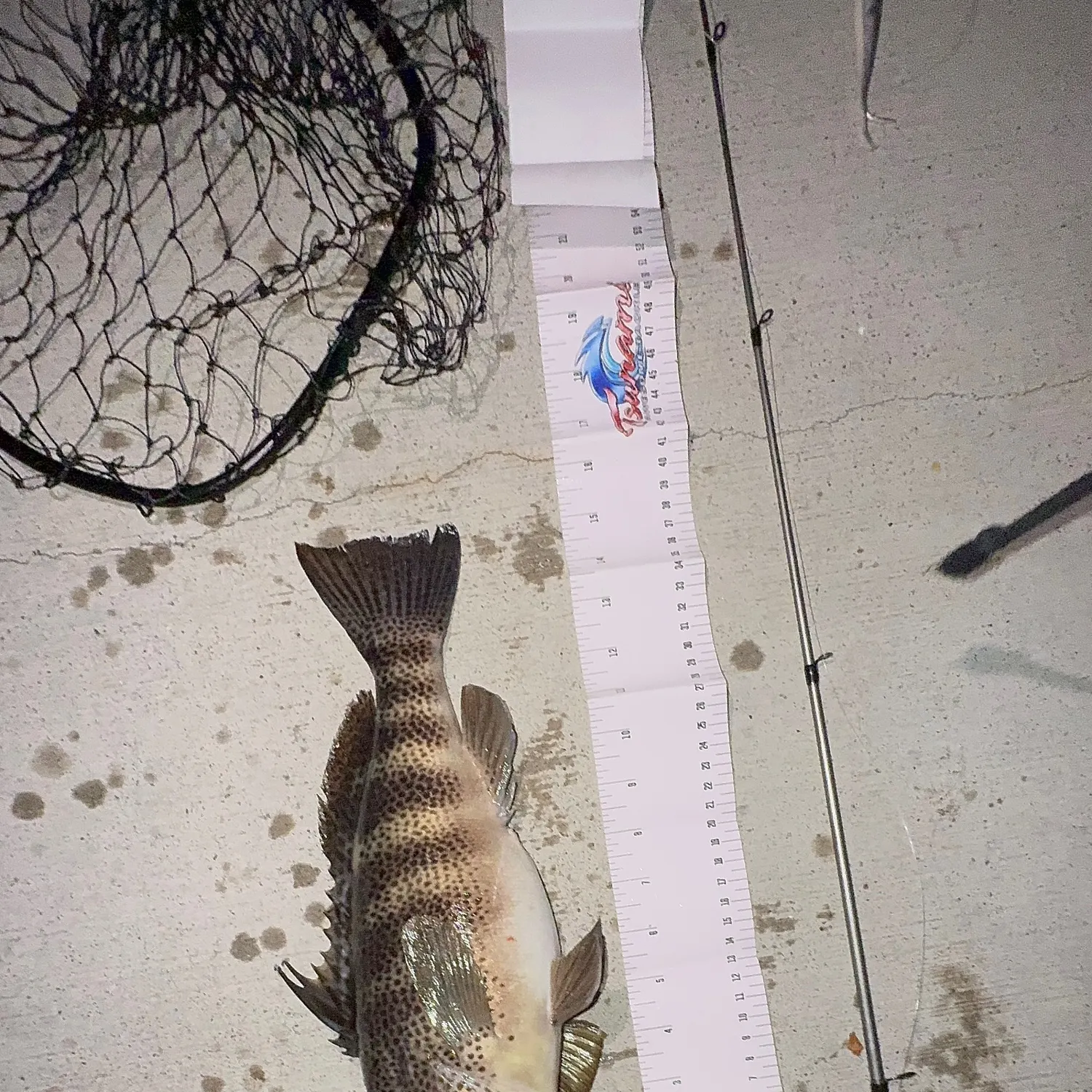 The most recent Spotted sand bass catches on Fishbrain