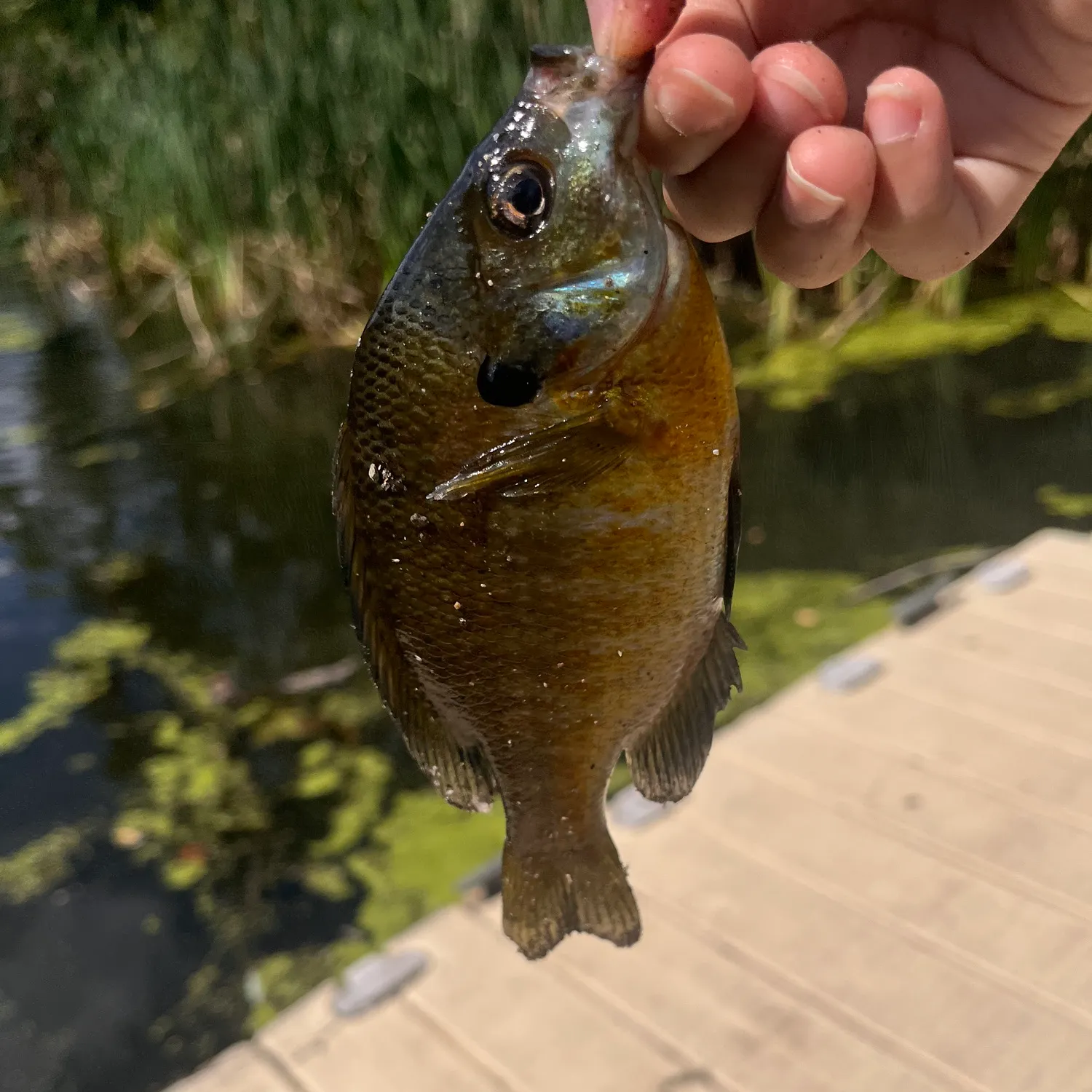 Bluegill caught on Fishbrain