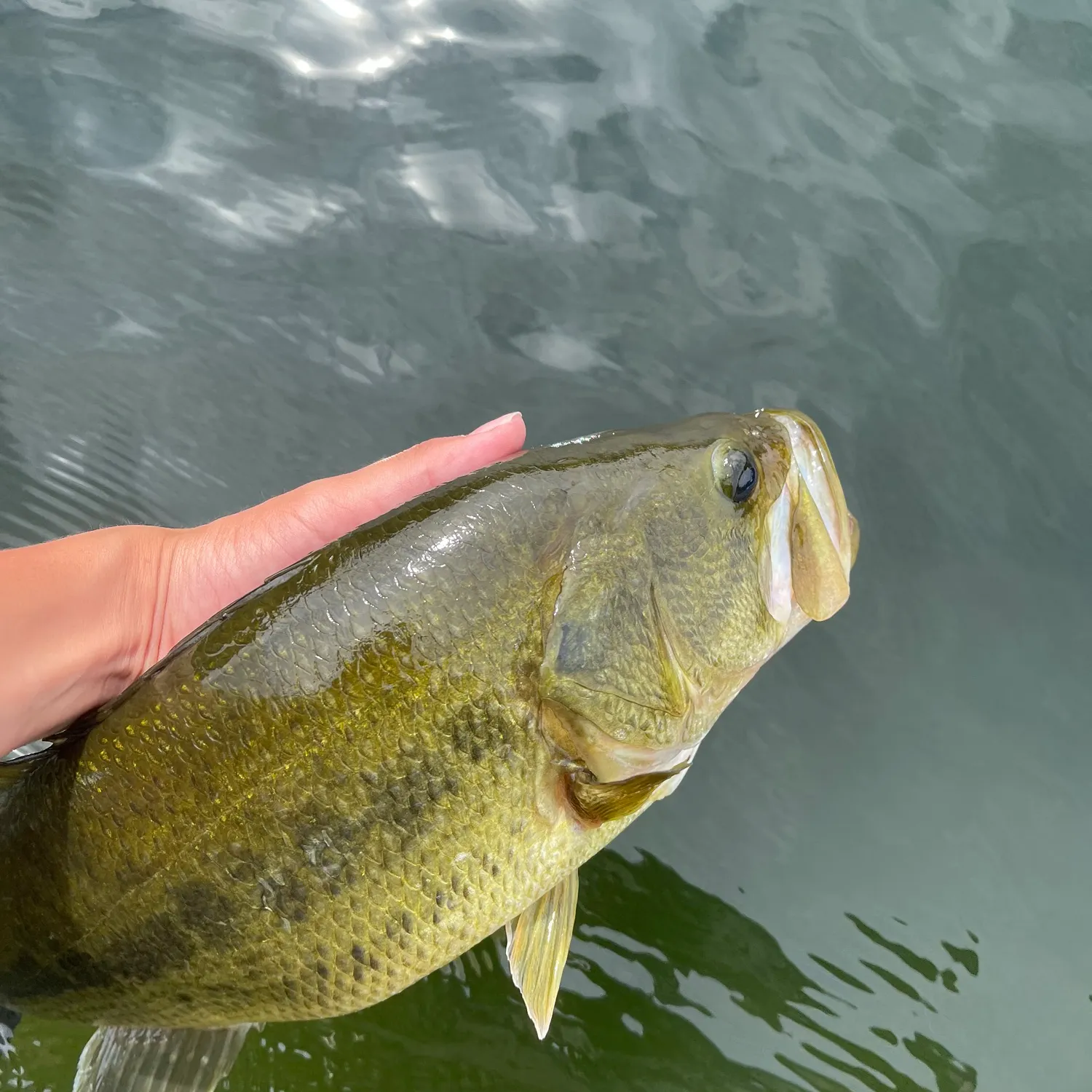 Largemouth bass caught on Fishbrain