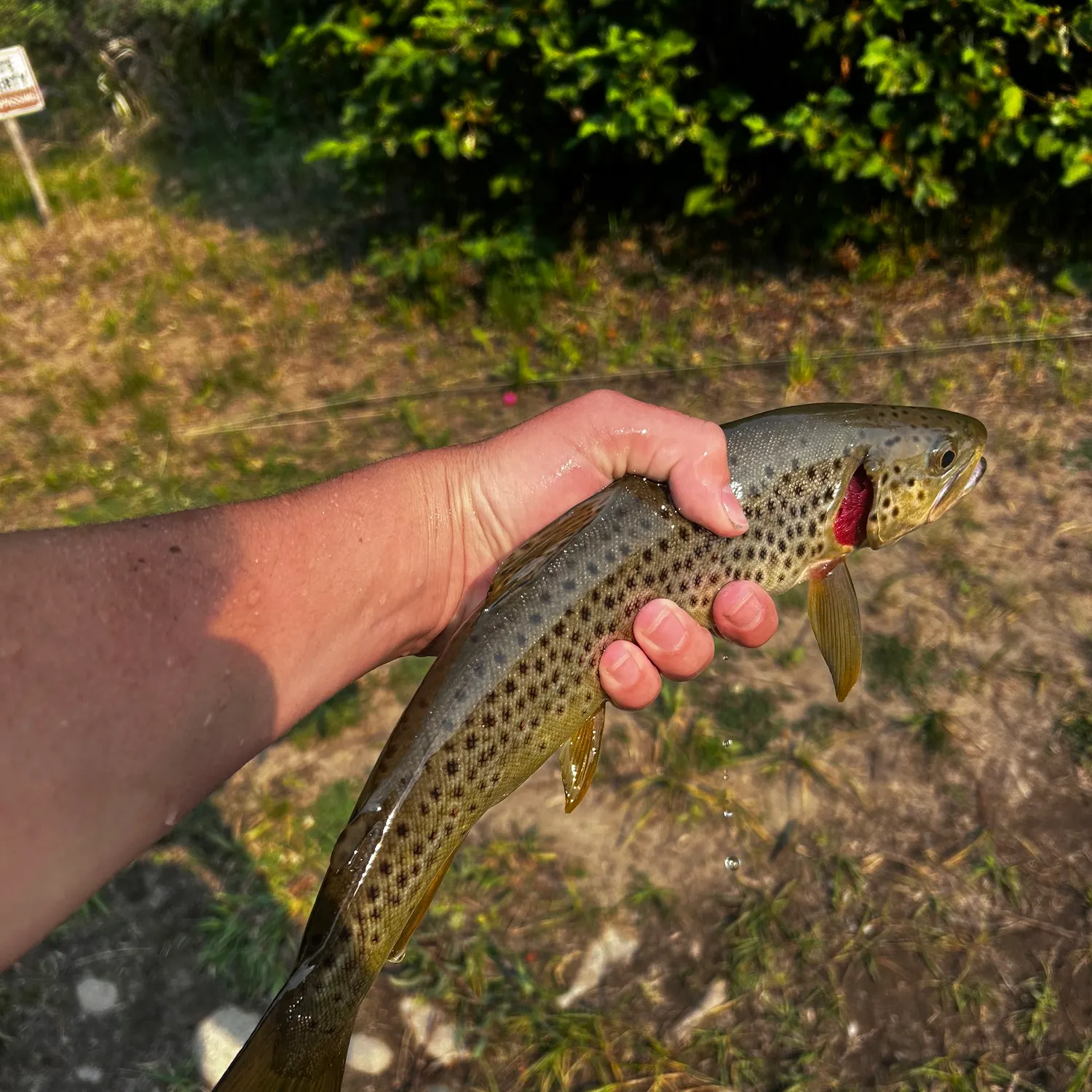 catch