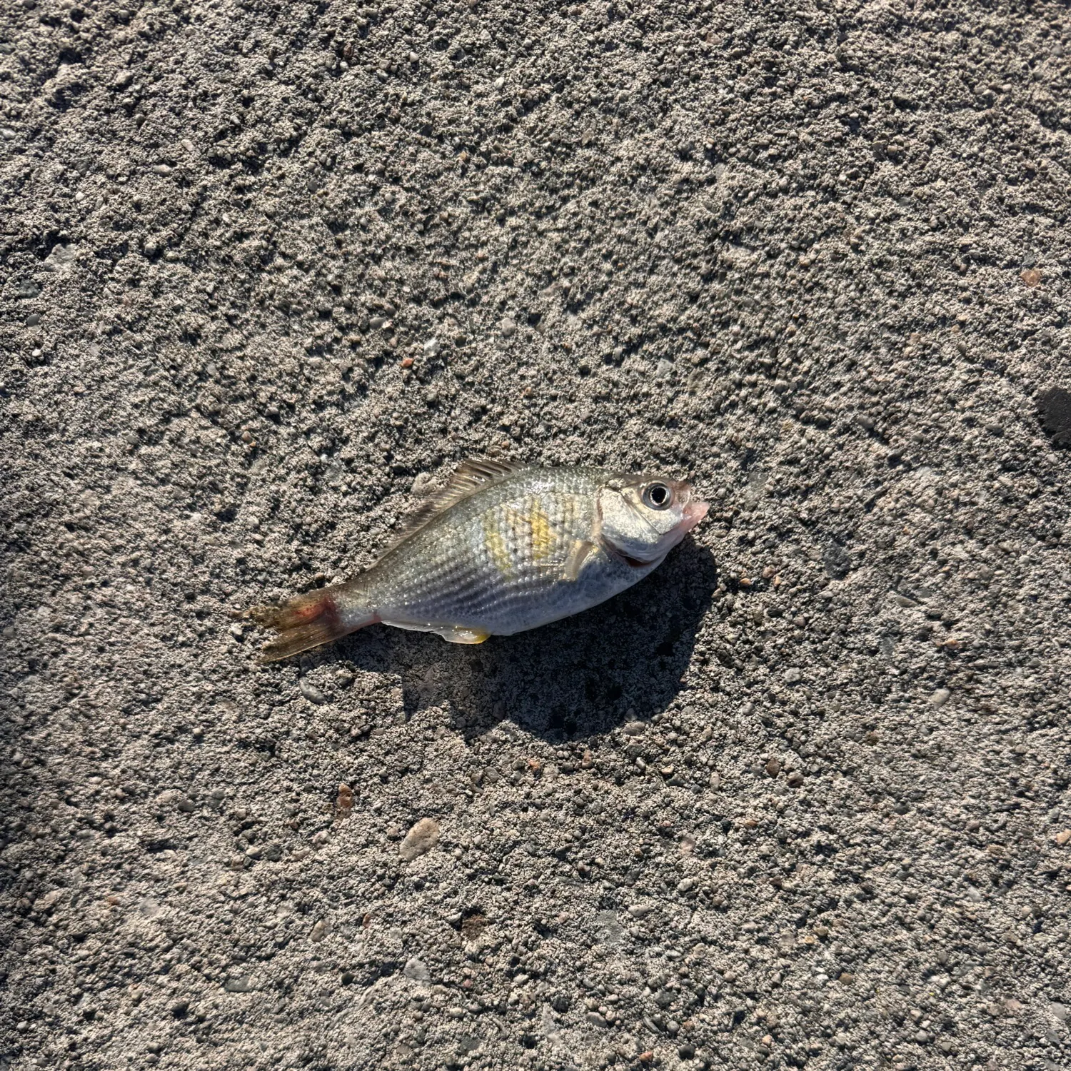 The most recent Shiner perch catches on Fishbrain