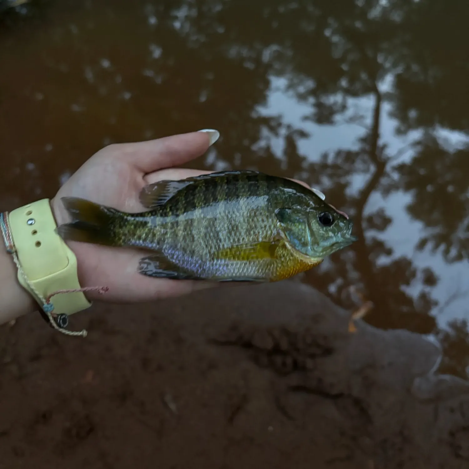 Bluegill caught on Fishbrain