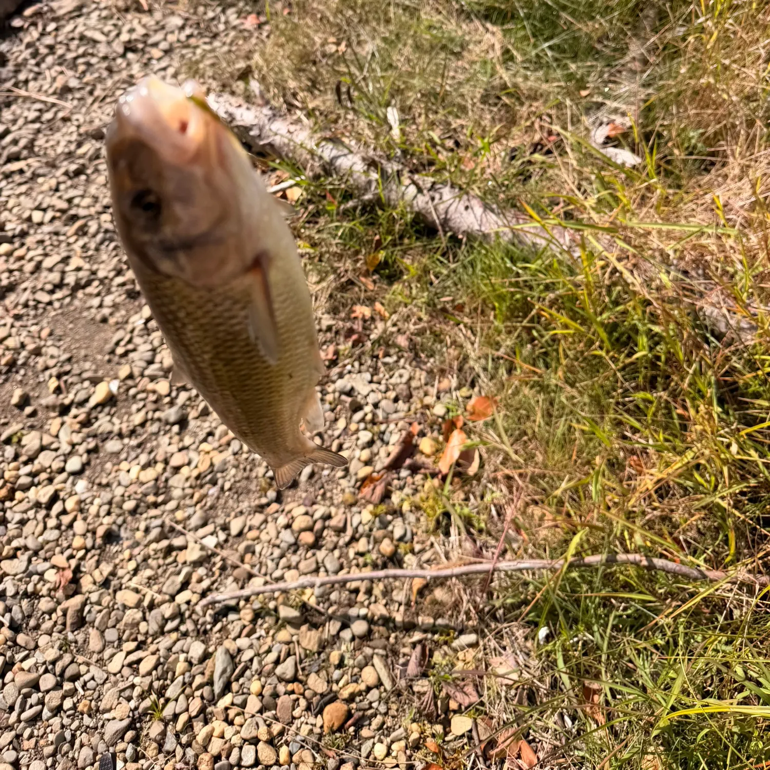 Fallfish caught on Fishbrain
