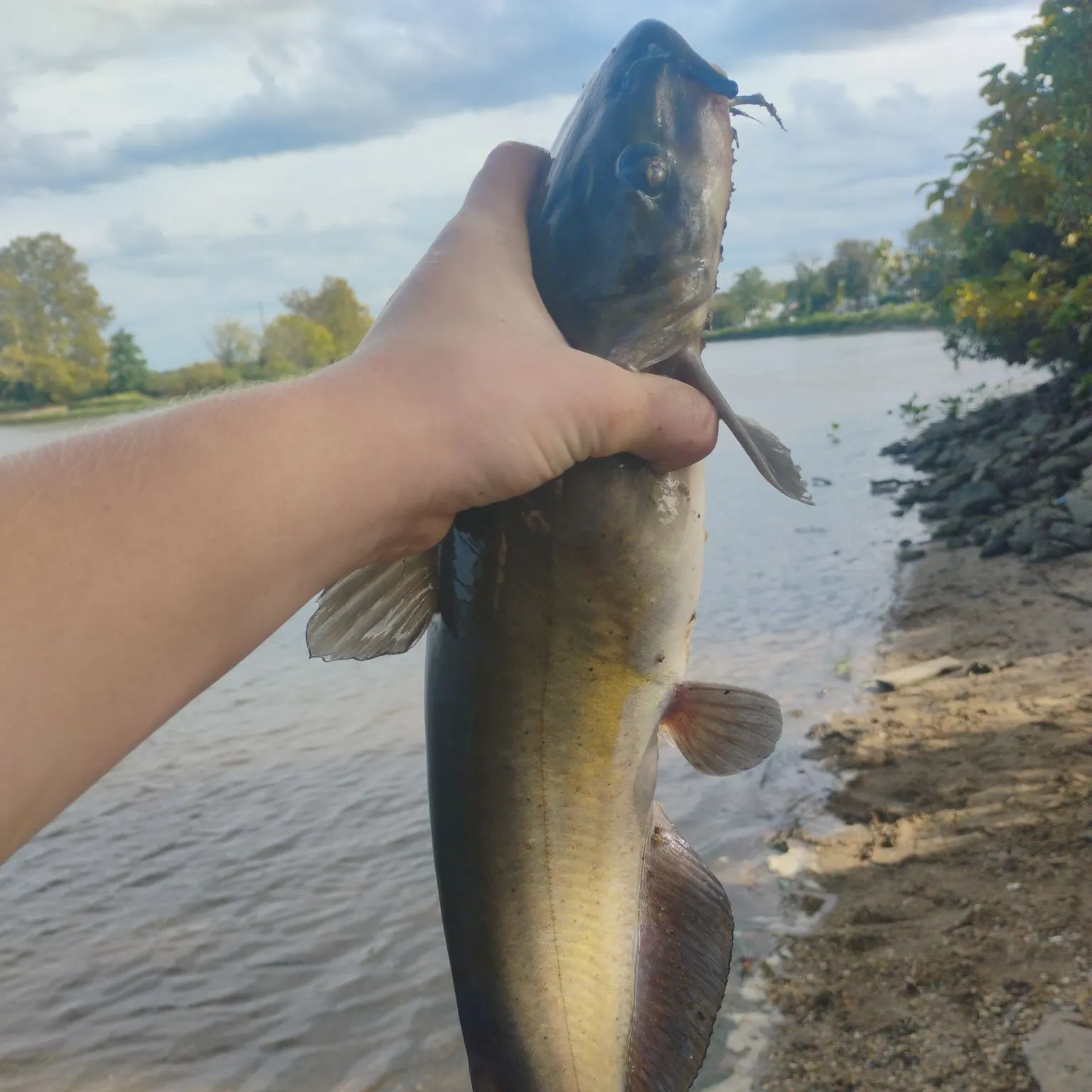 Channel catfish caught on Fishbrain