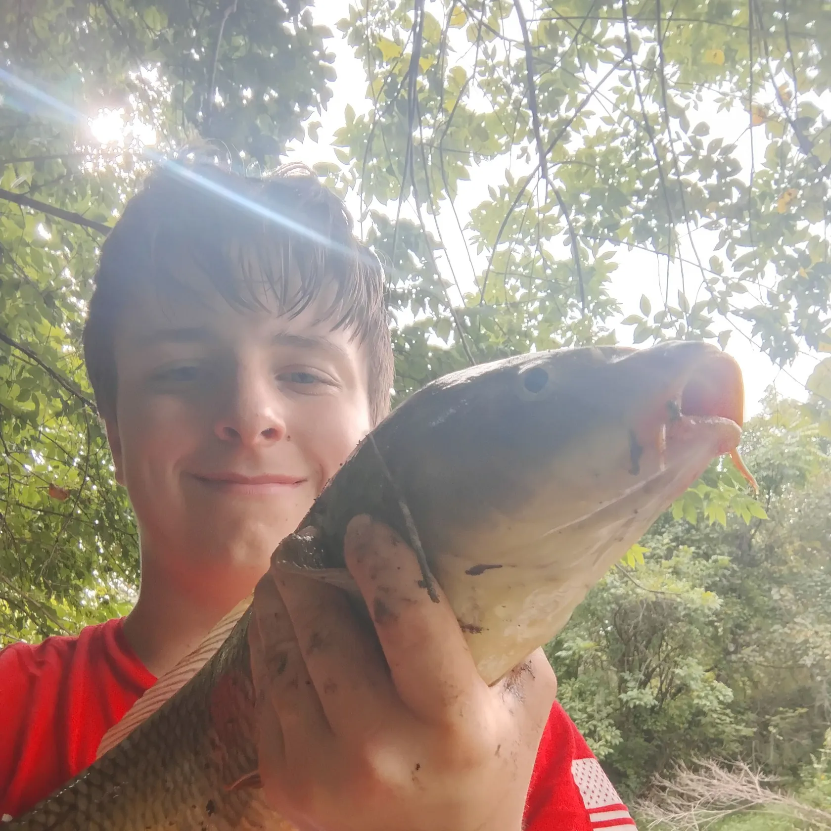 Common carp caught on Fishbrain