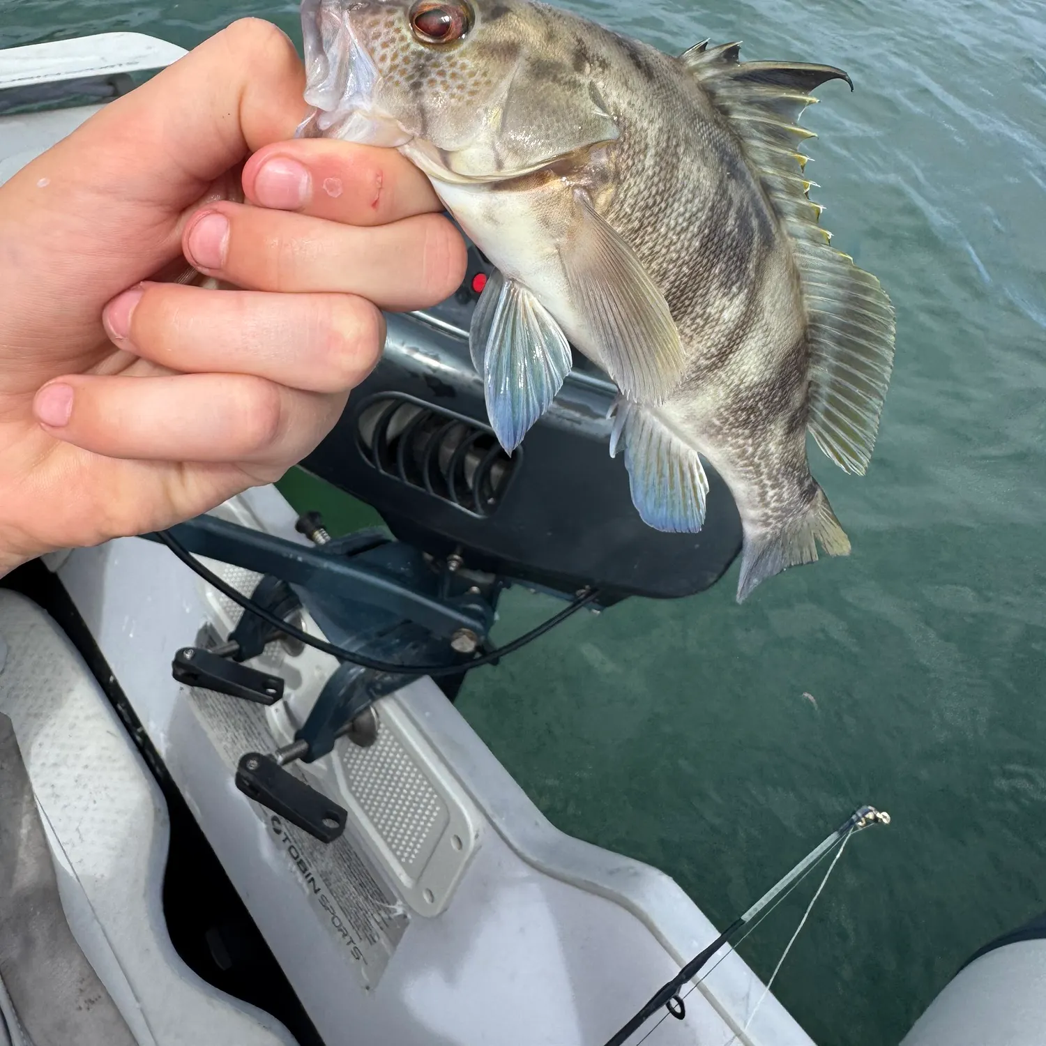The most recent Barred sand bass catches on Fishbrain