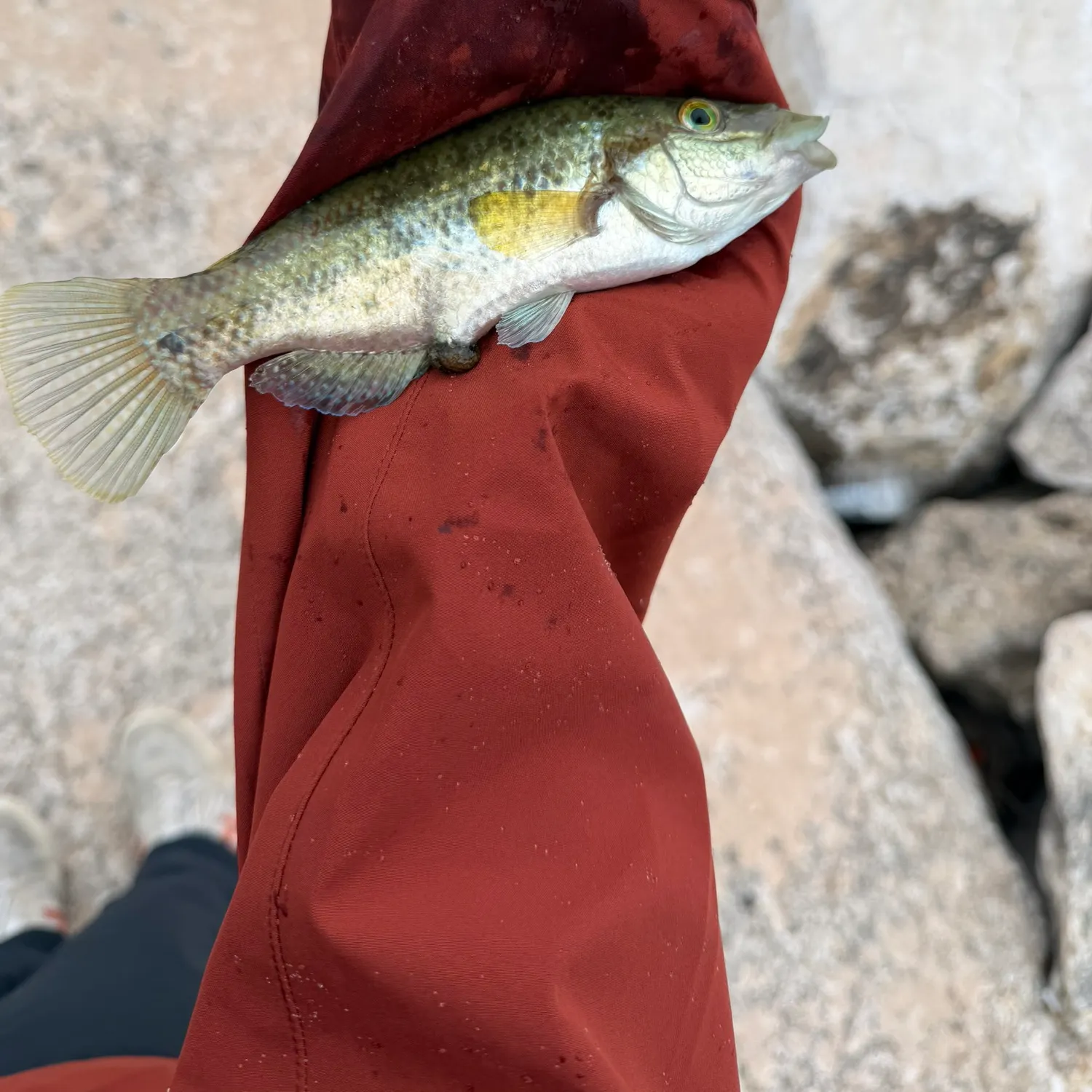 Fish caught on Fishbrain