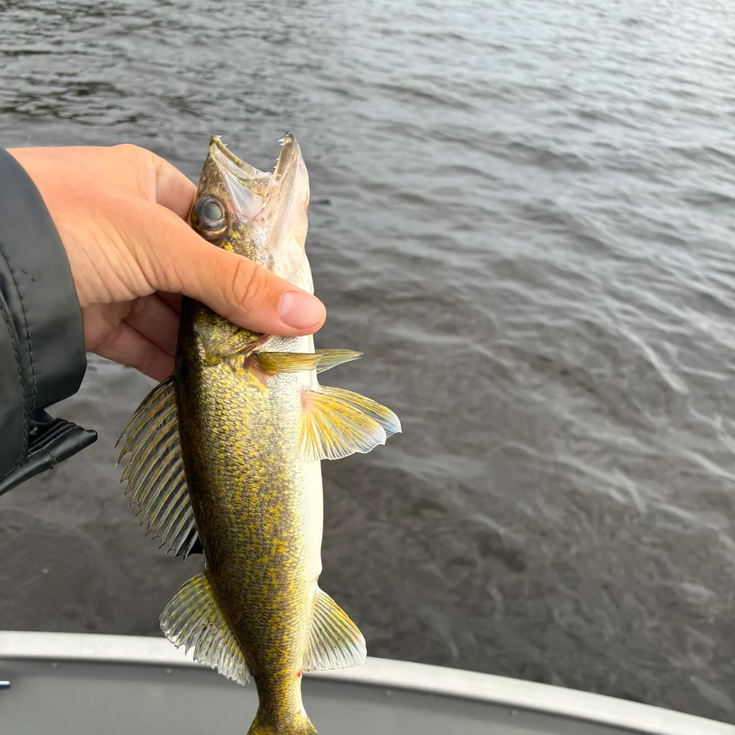 Walleye caught on Fishbrain