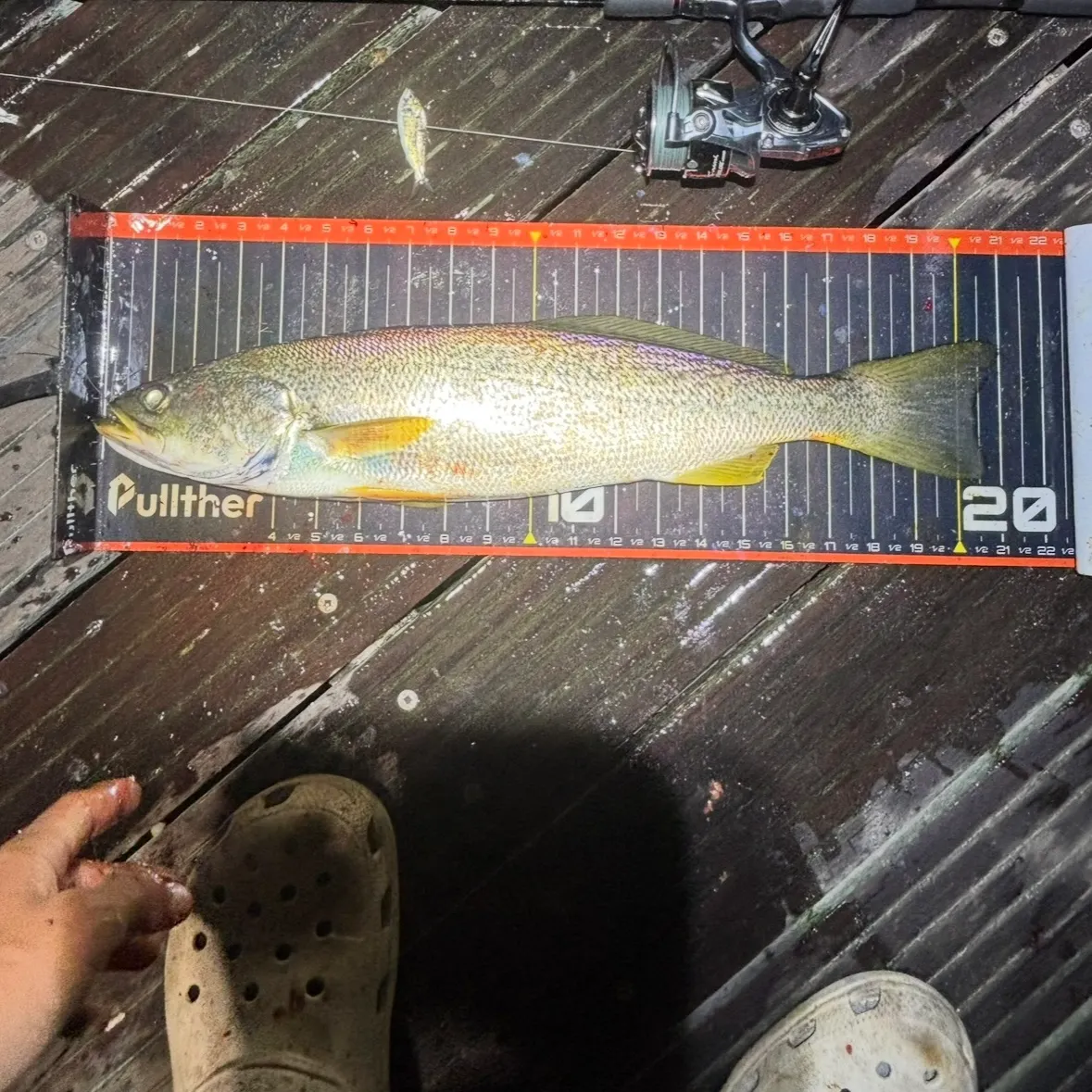 The most recent Gray weakfish catches on Fishbrain