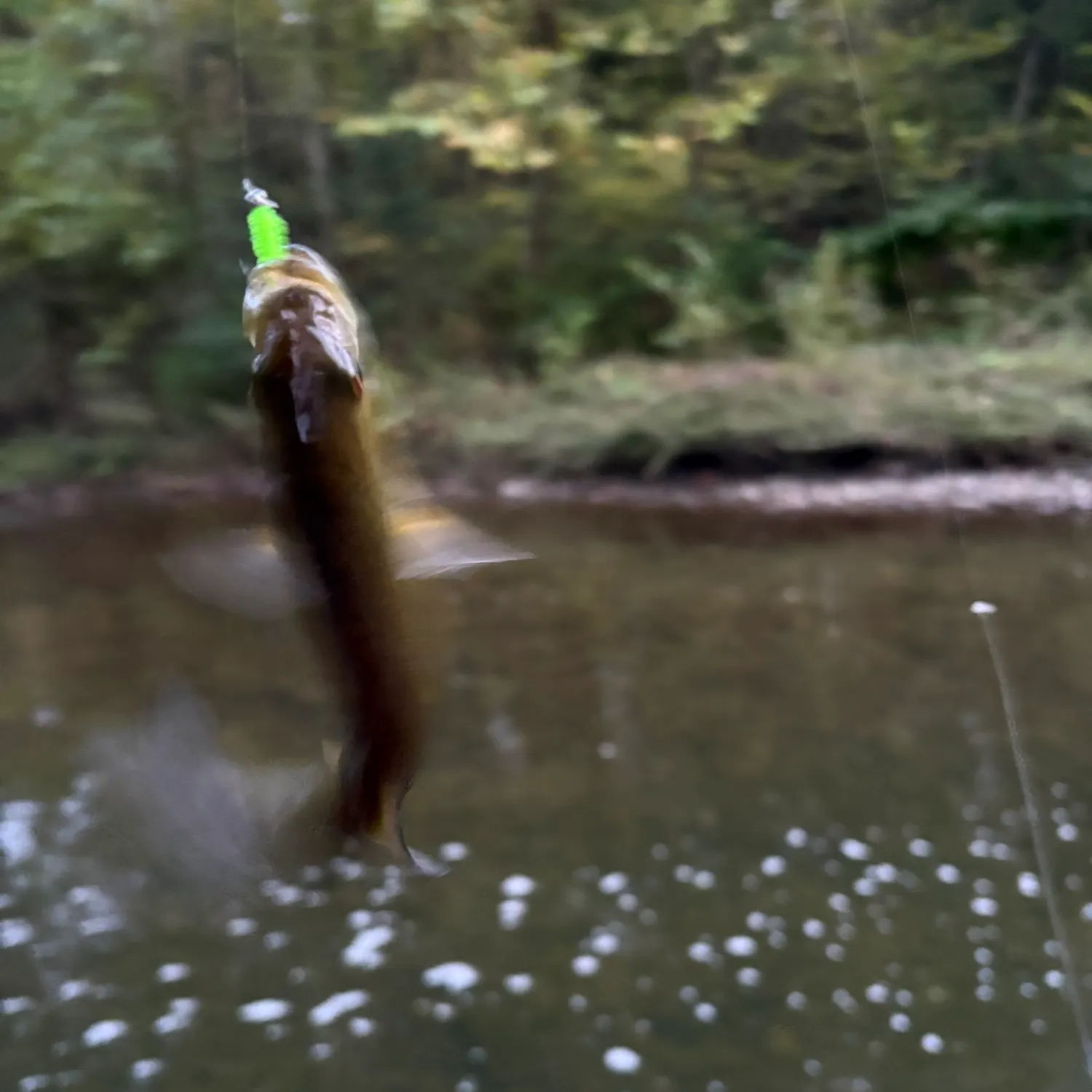 Smallmouth bass caught on Fishbrain