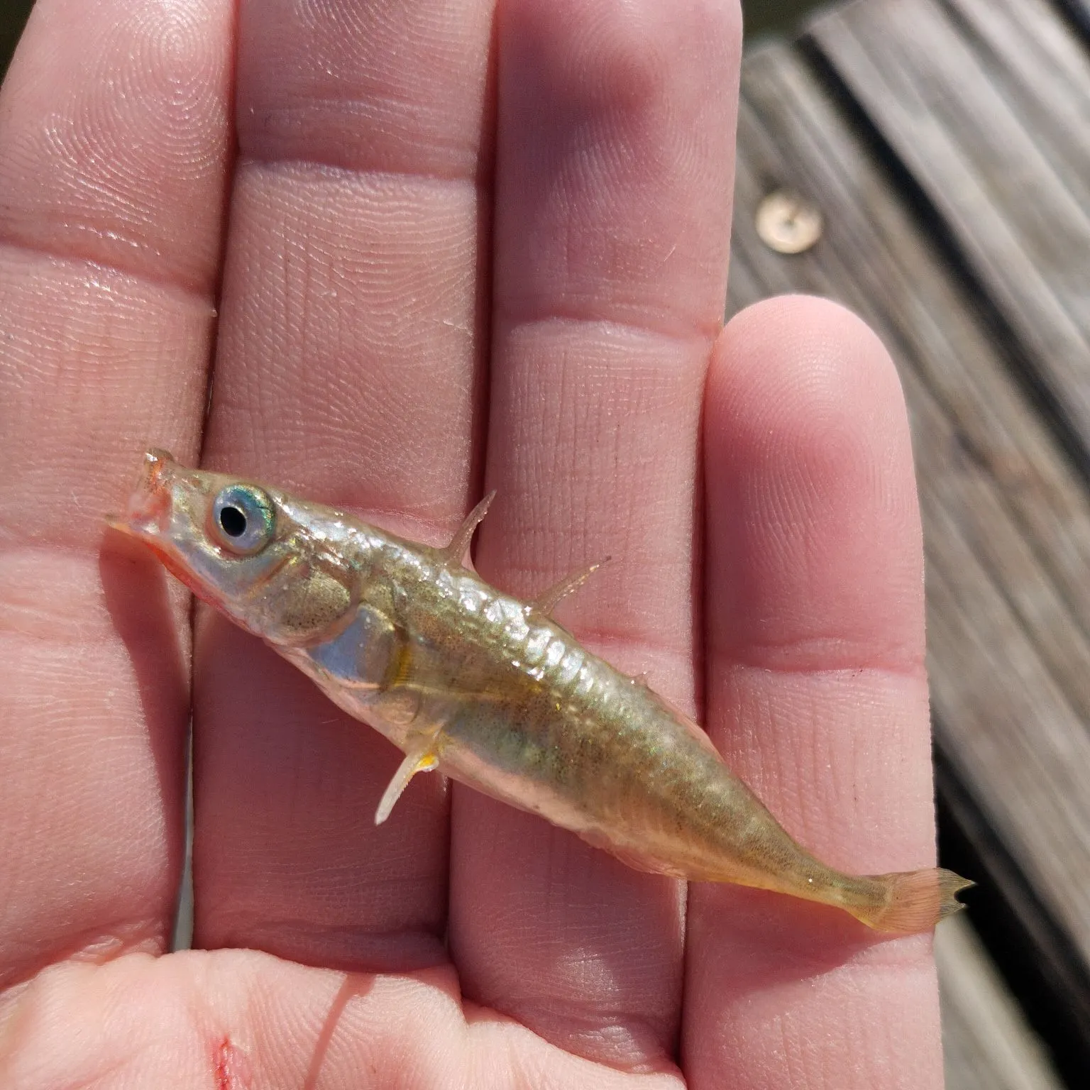 The most recent Three-spined stickleback catches on Fishbrain