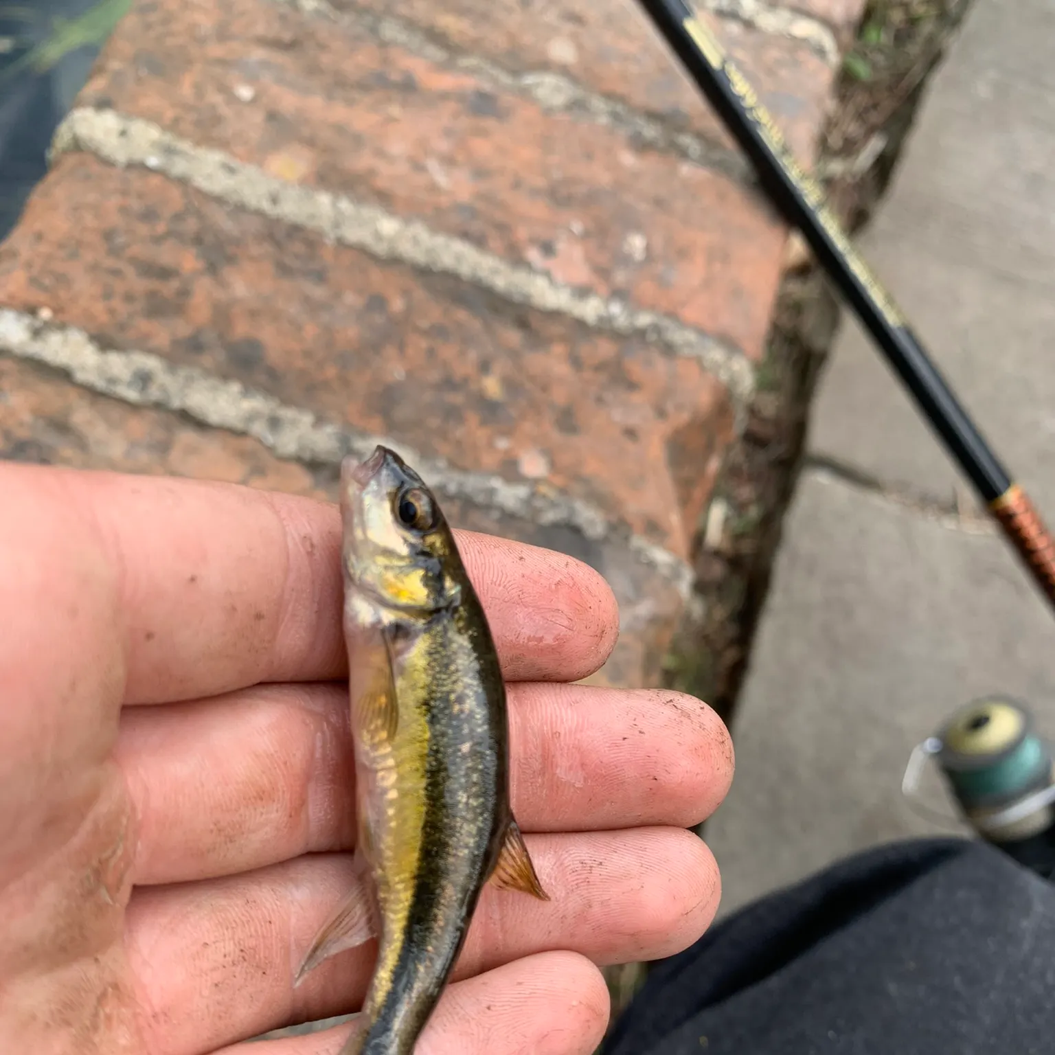 The most recent Eurasian minnow catches on Fishbrain
