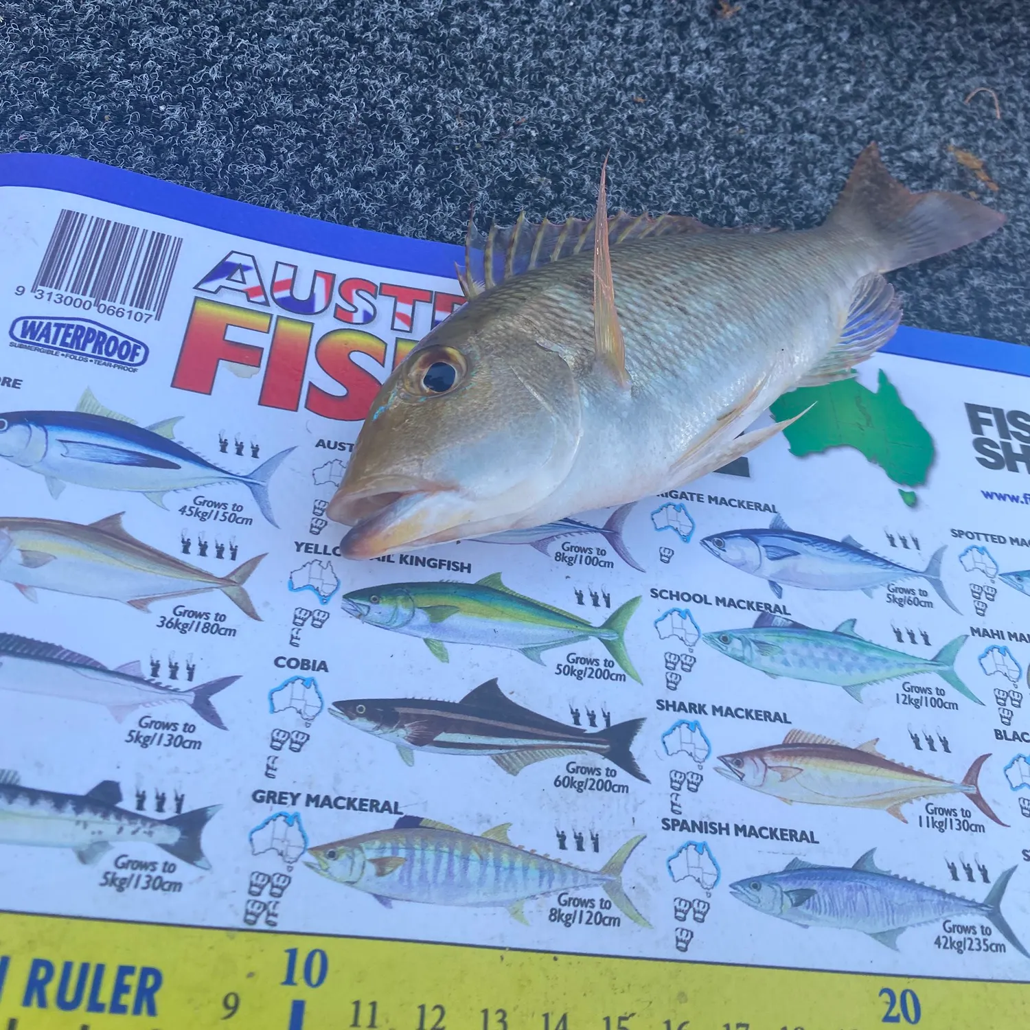 The most recent Blue tuskfish catches on Fishbrain