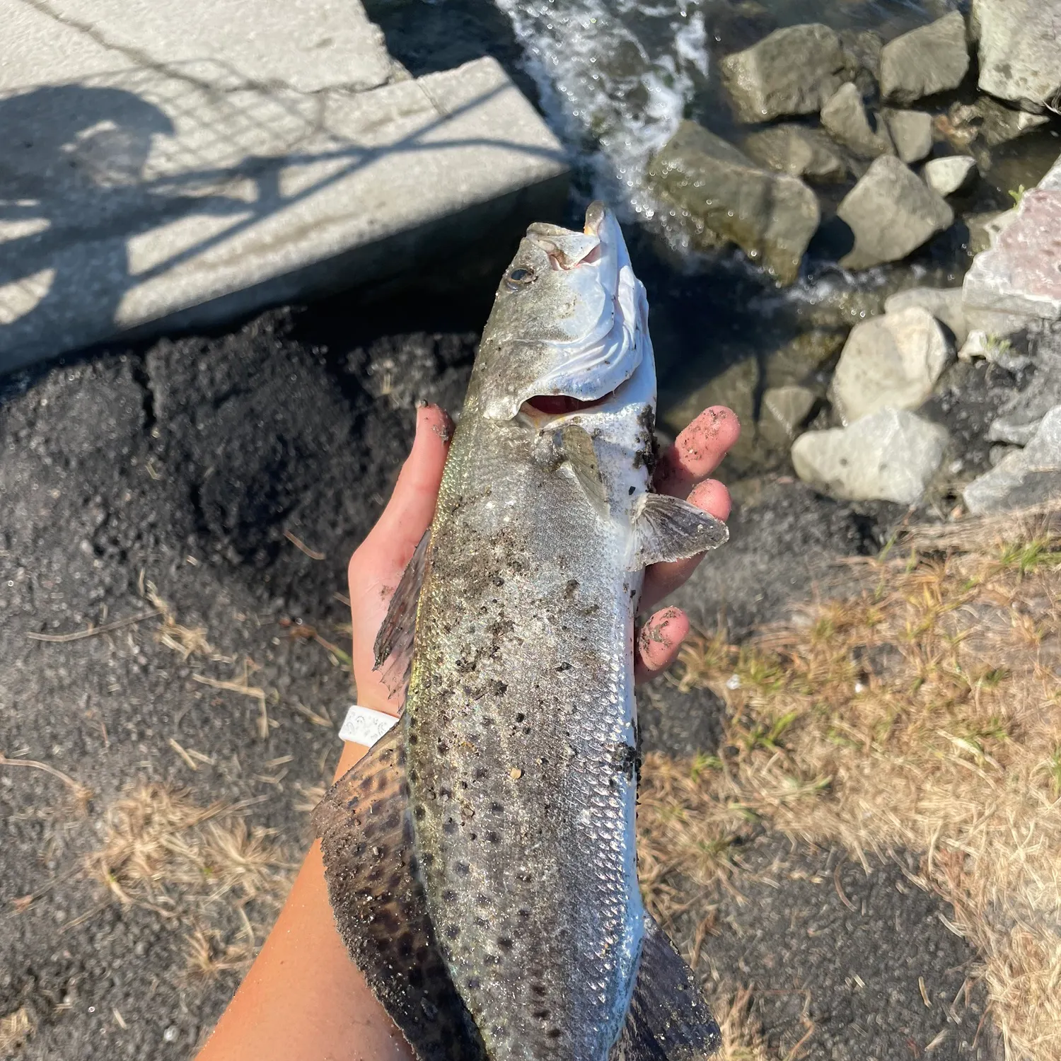 Spotted seatrout caught on Fishbrain