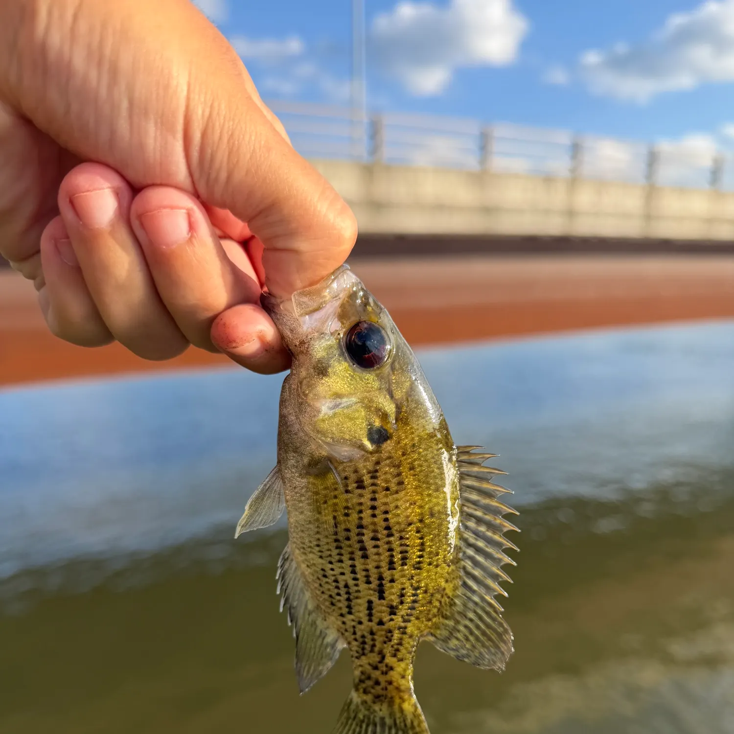 Rock bass caught on Fishbrain