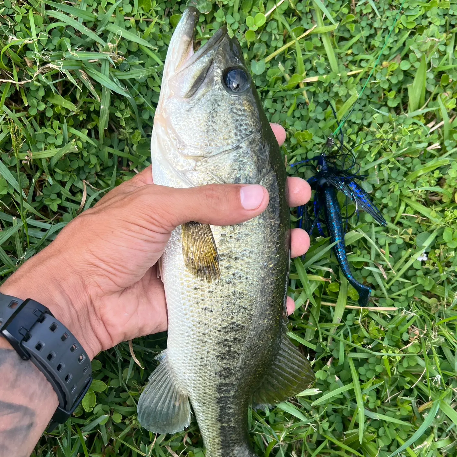 angler catch