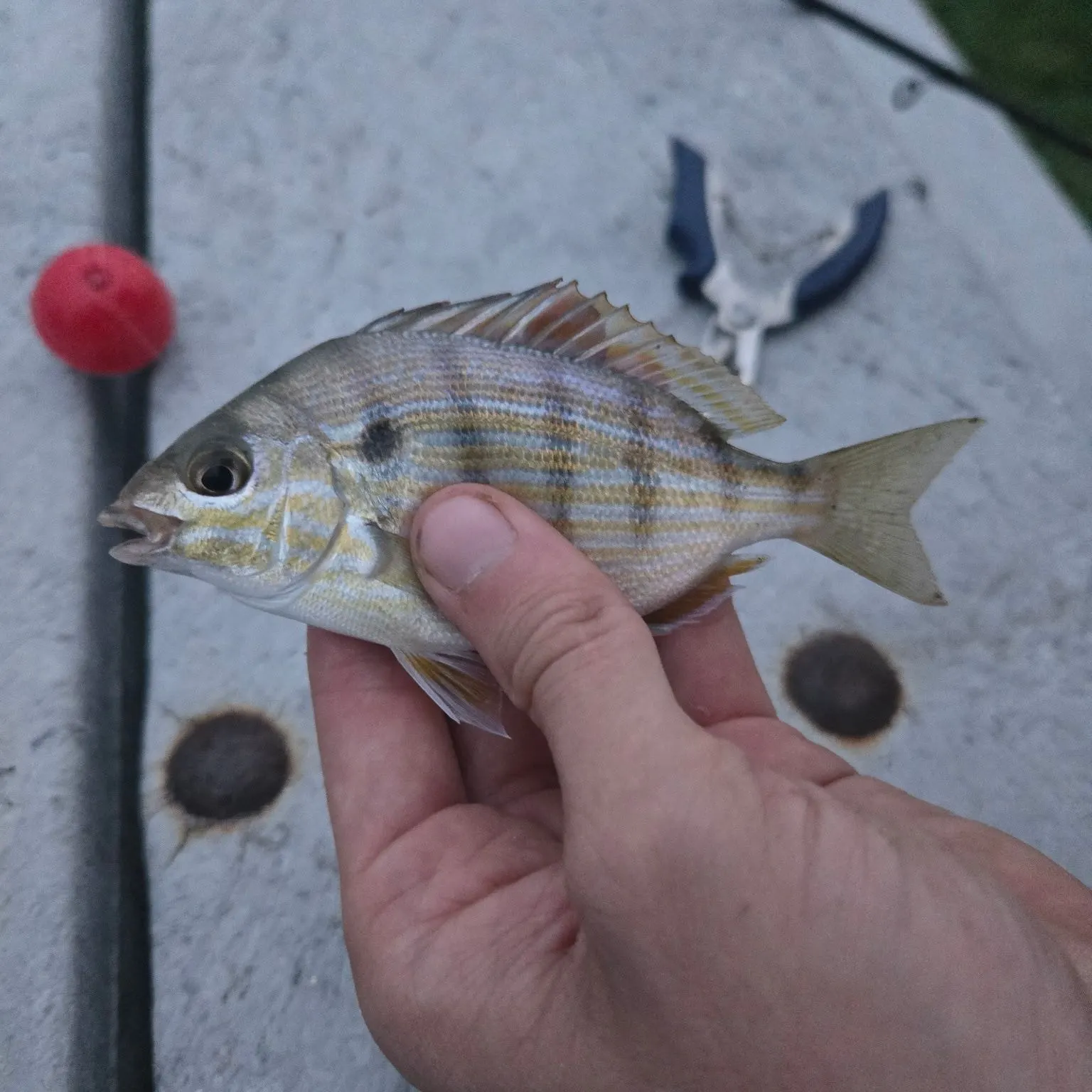 recently logged catches