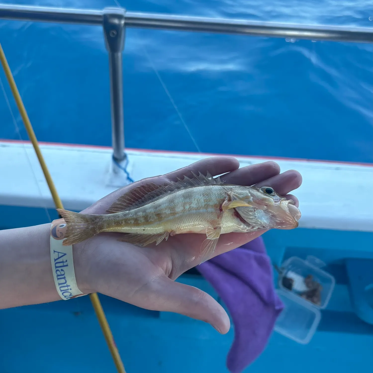 The most recent Comber catches on Fishbrain