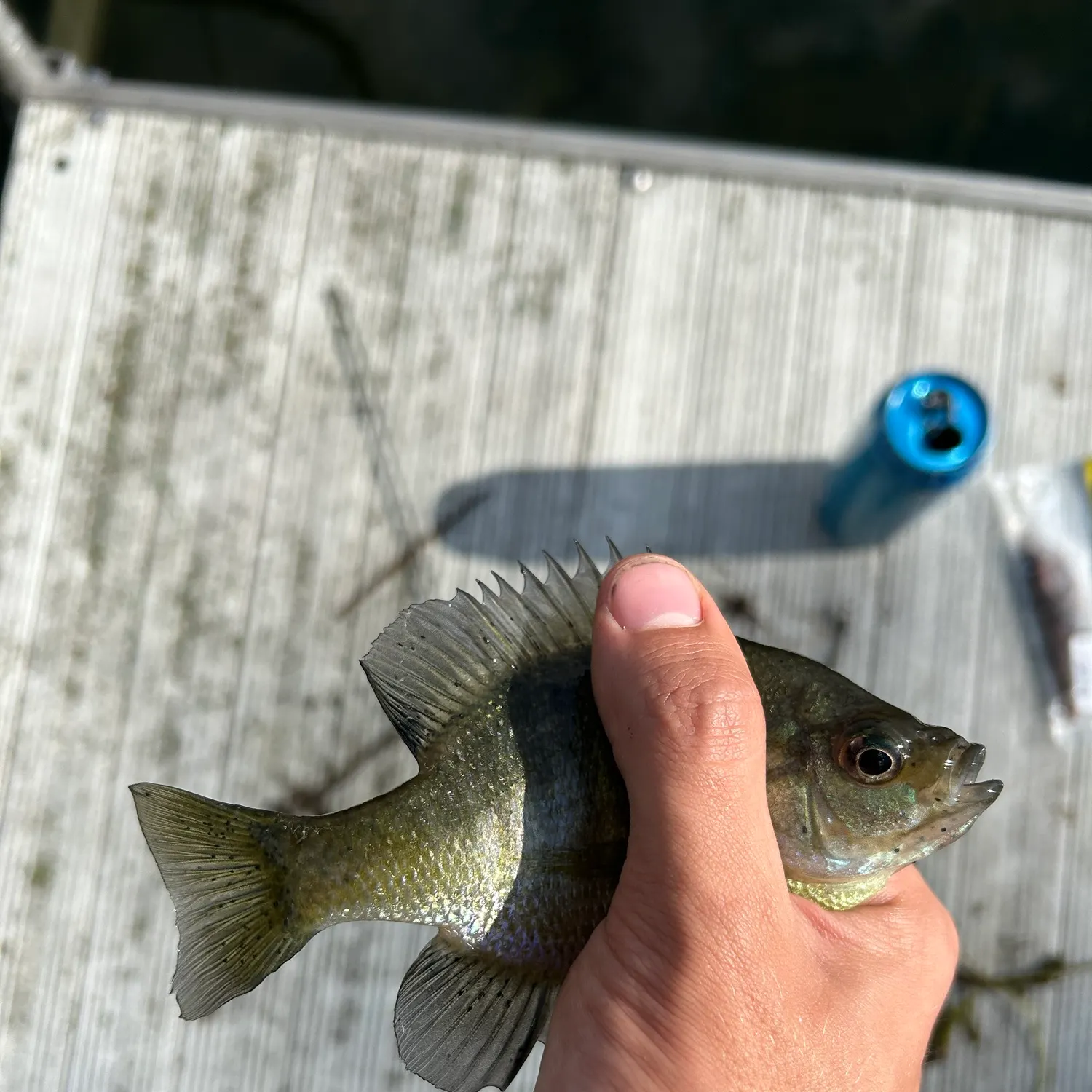 Bluegill caught on Fishbrain