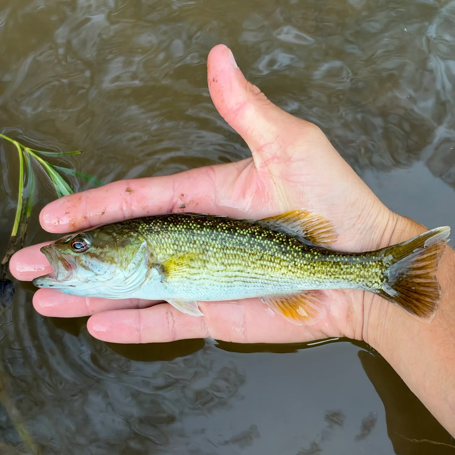 Tallapoosa bass caught on Fishbrain