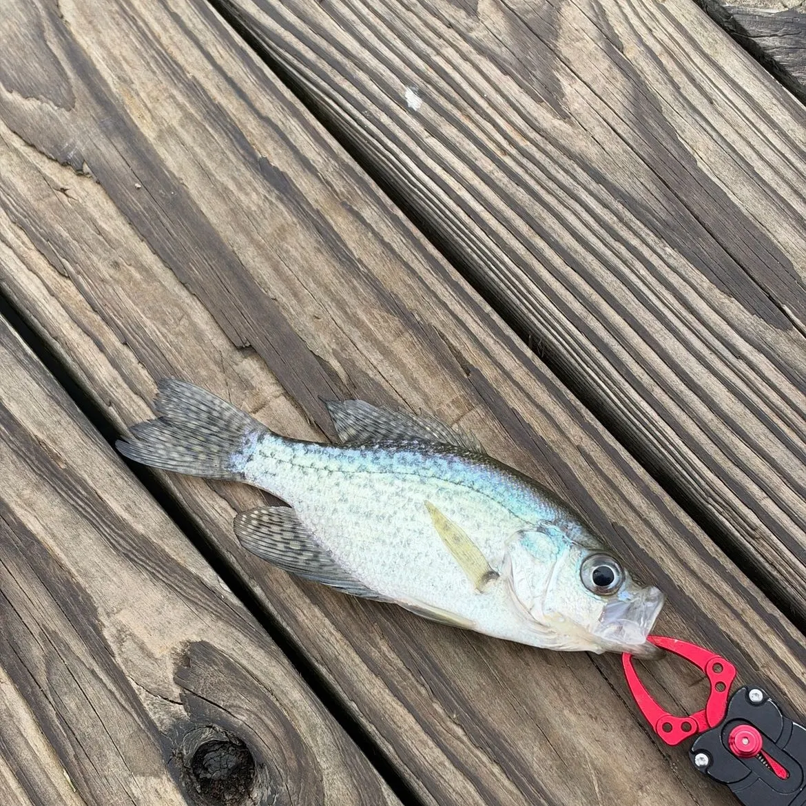 White crappie caught on Fishbrain