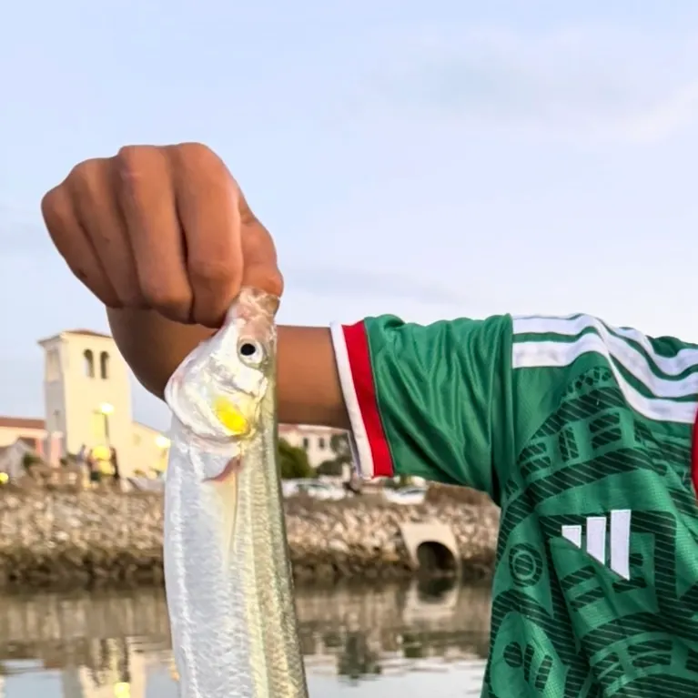Mountain whitefish caught on Fishbrain