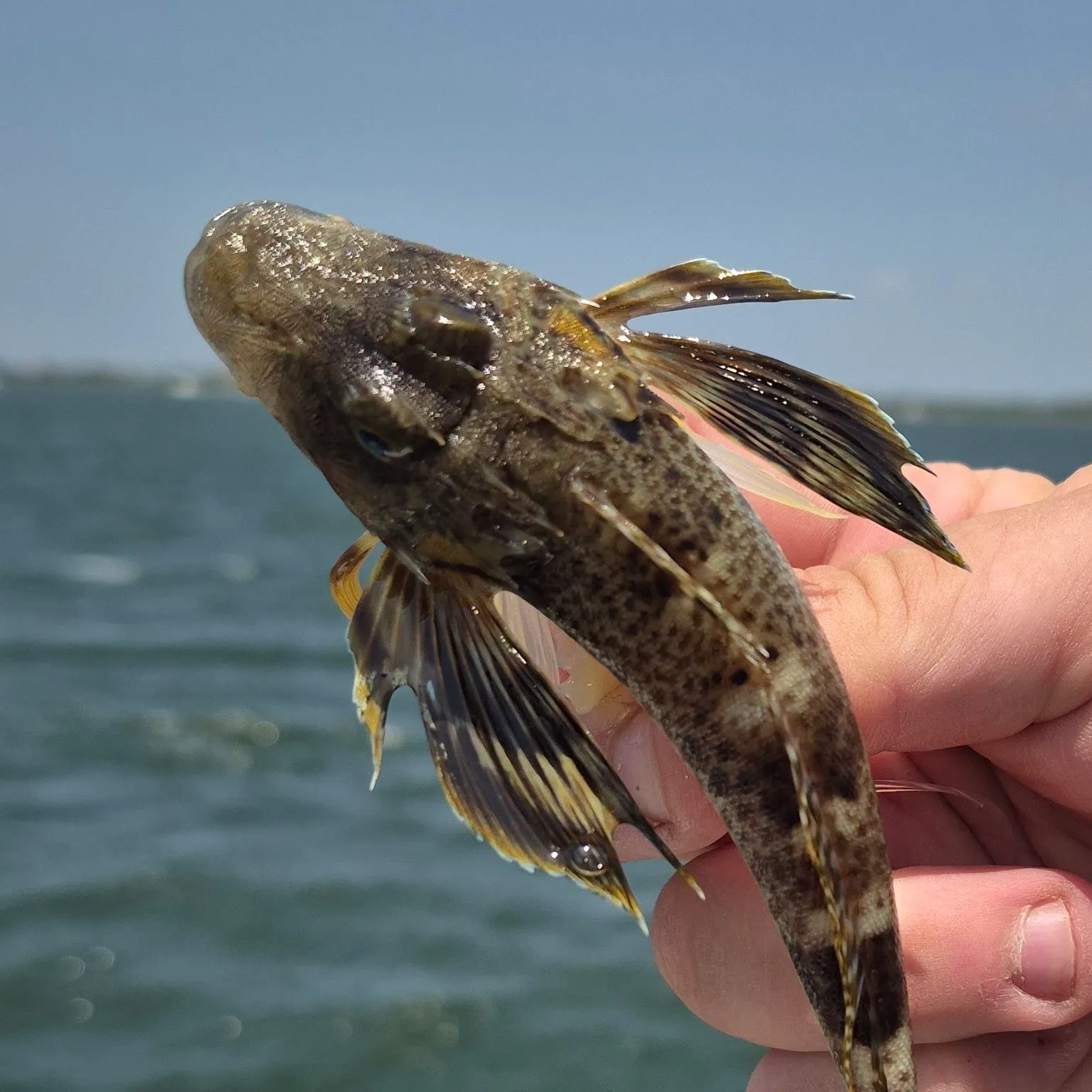 The most recent Leopard searobin catches on Fishbrain