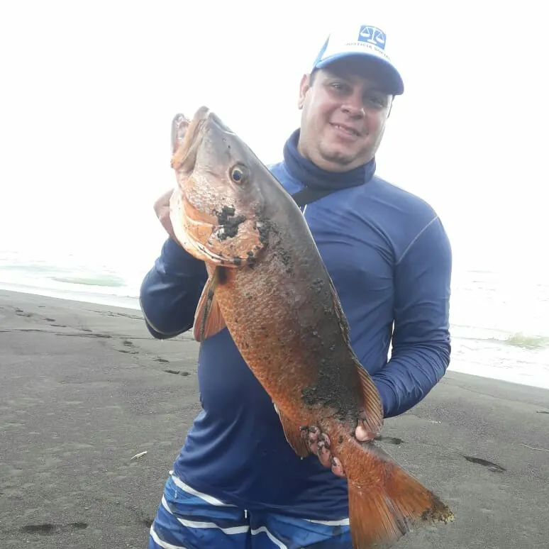 The most recent Jordan's snapper catches on Fishbrain