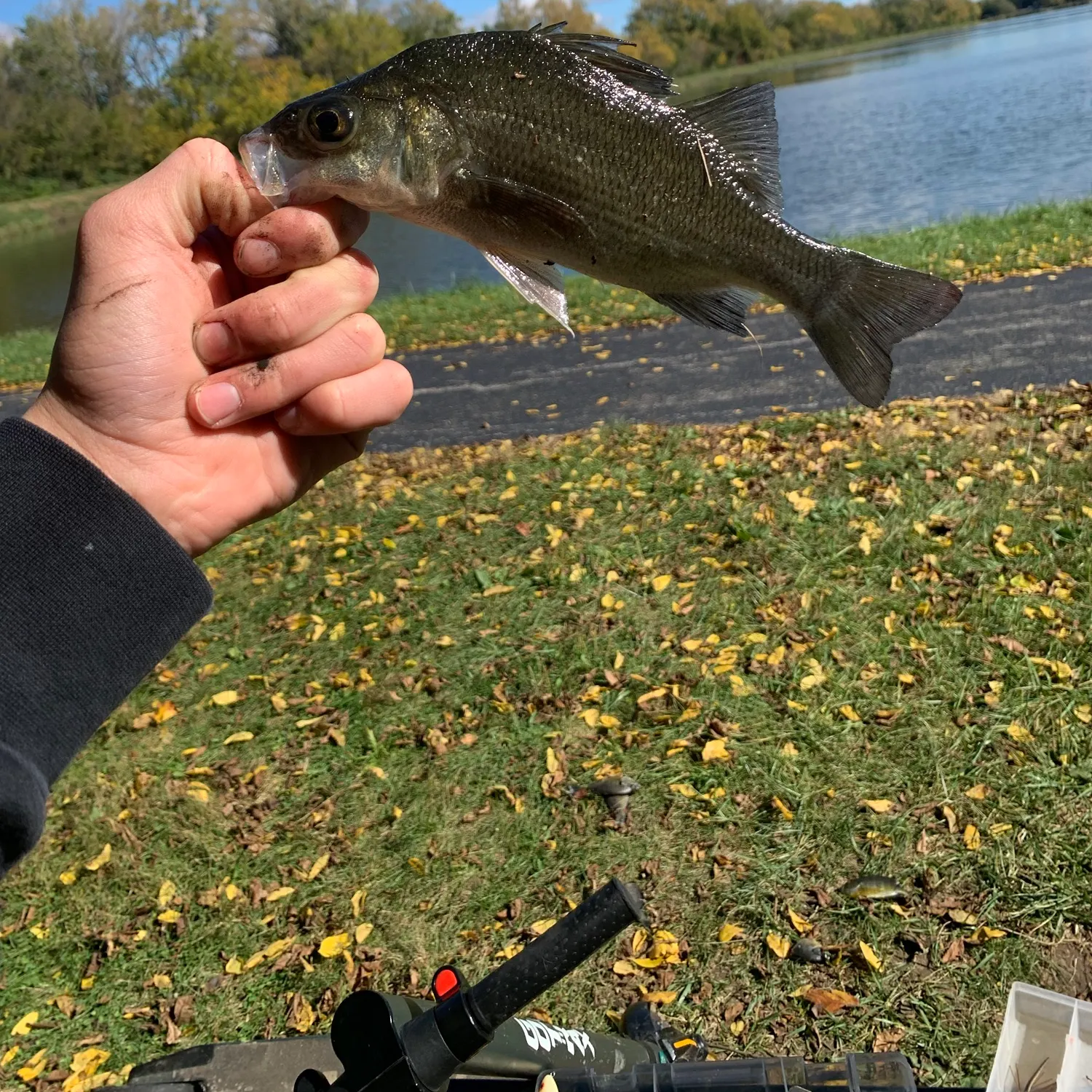 White perch caught on Fishbrain